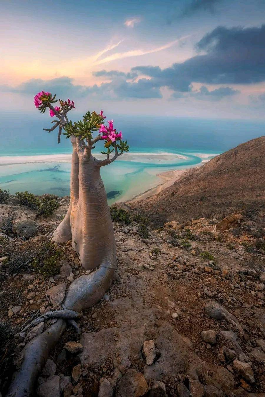 Фототур на остров Сокотра. Детский и семейный фотограф в Москве Катерина Орлова