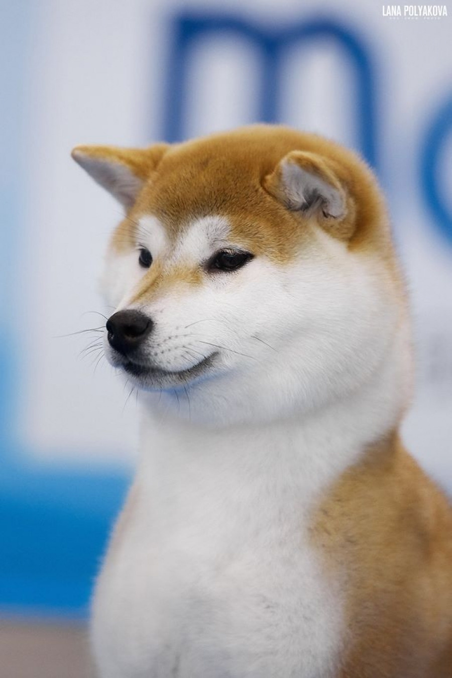 FEMALES. SHIOMARU Shiba and Akita Inu Kennel