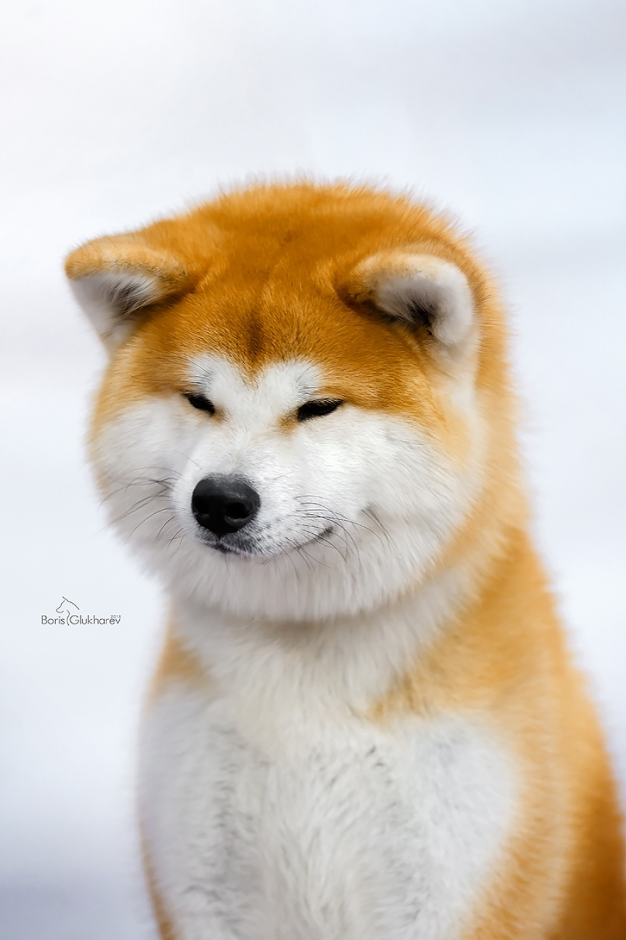 КОБЕЛИ. SHIOMARU Питомник сиба и акита-ину