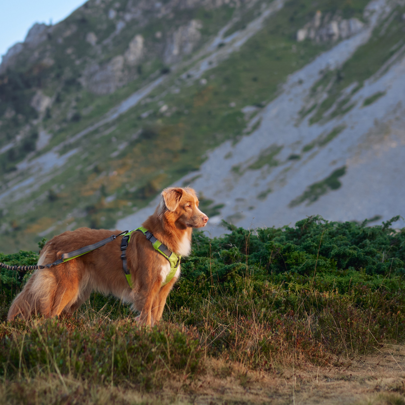 Pet Advertising Photography | Commercial Shoots with Dogs & Cats. Dog photographer Averianova Anna — Art photography of dogs