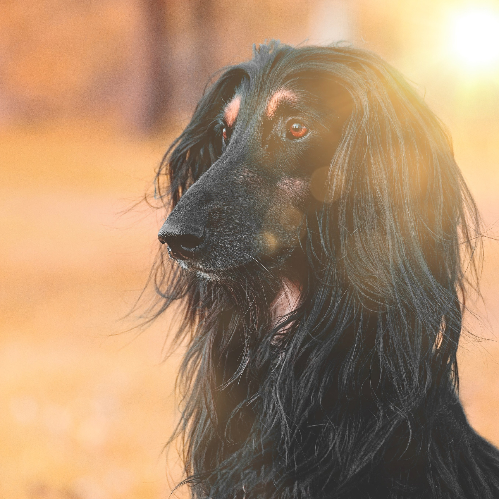 Контакты. Slavilada-Лапки. Свет. Любовь… Профессиональная фотосессия питомцев Для памяти, пристройства и продажи. Хабаровск