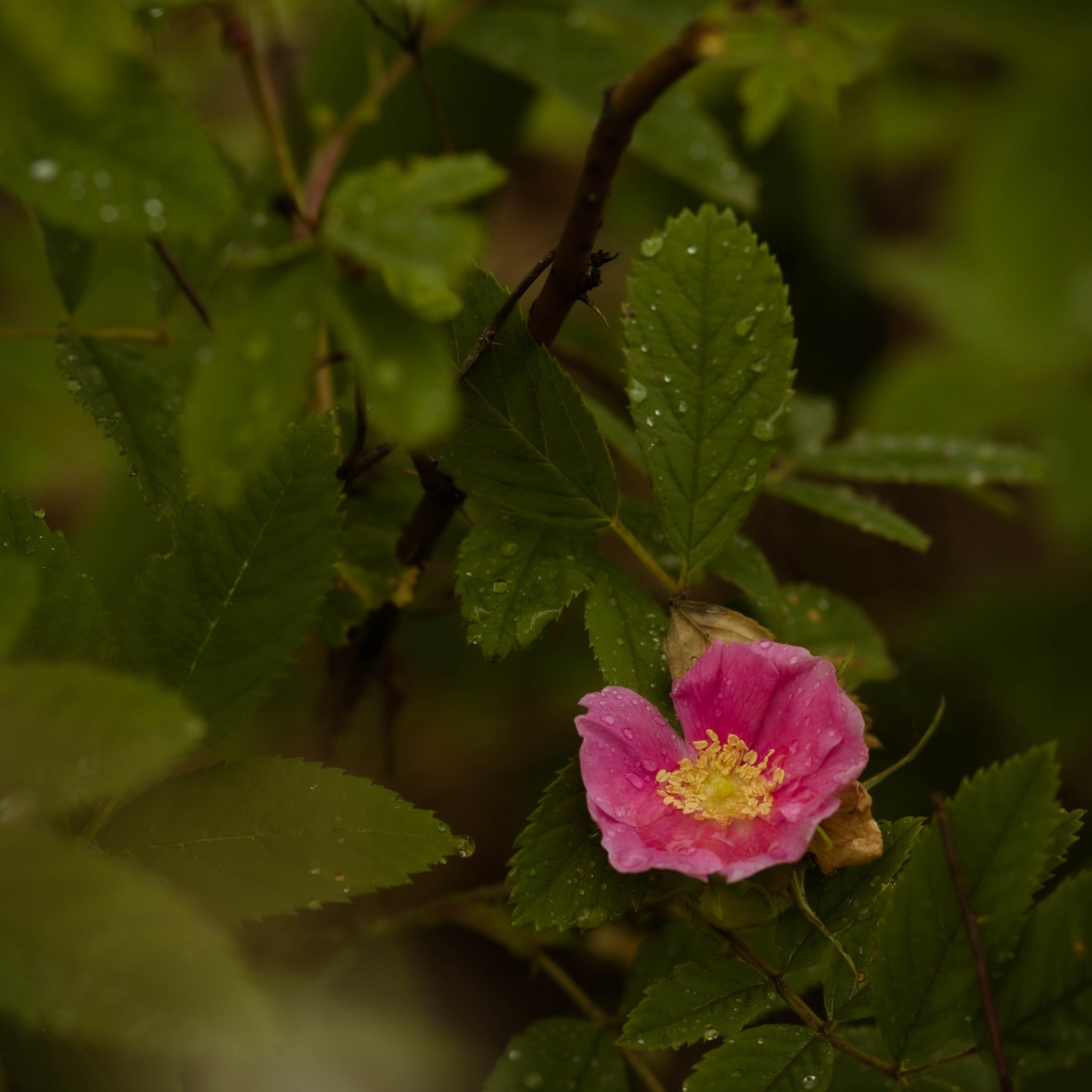 Контакты. Семейный и детский фотограф Майя Гришина
