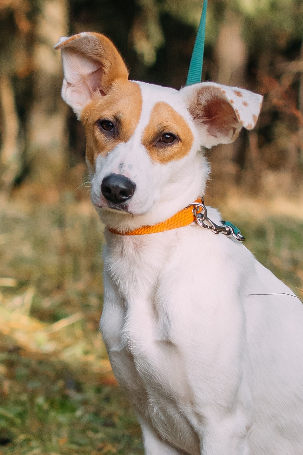 Животные на пристройство. Фотограф-анималист Валерия, Москва, Мытищи