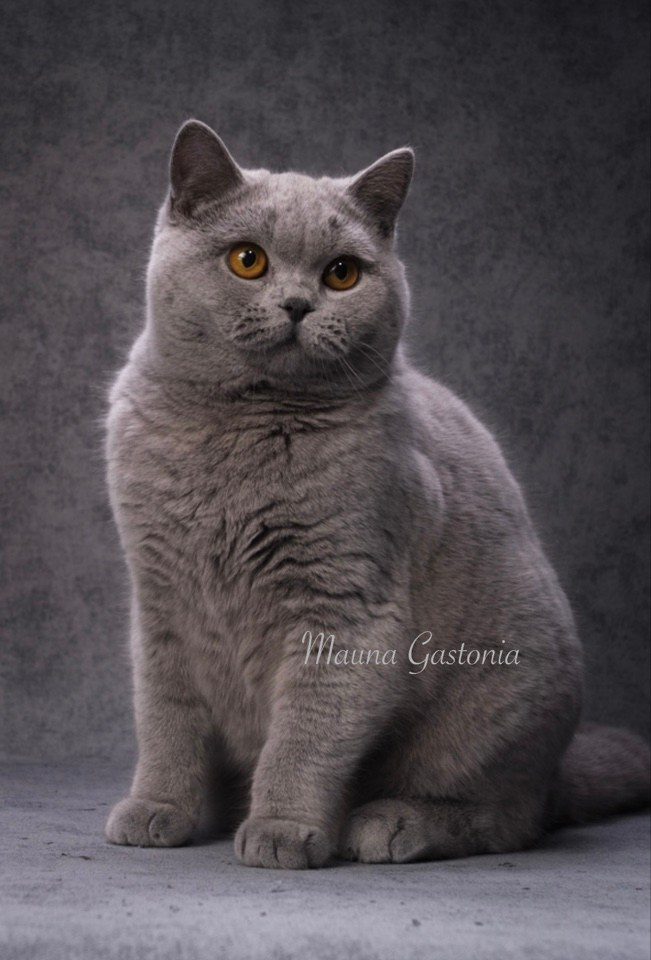 Кошки\Female. Mauna Gastonia