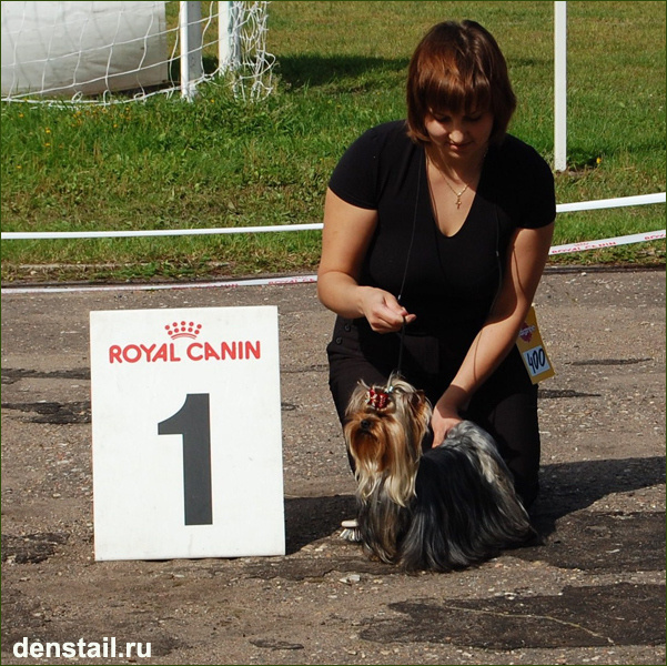 2009-2010 г Результаты выставок. Питомник Йоркширских терьеров Дэнстайл в Санкт-Петербурге заводчик Тих