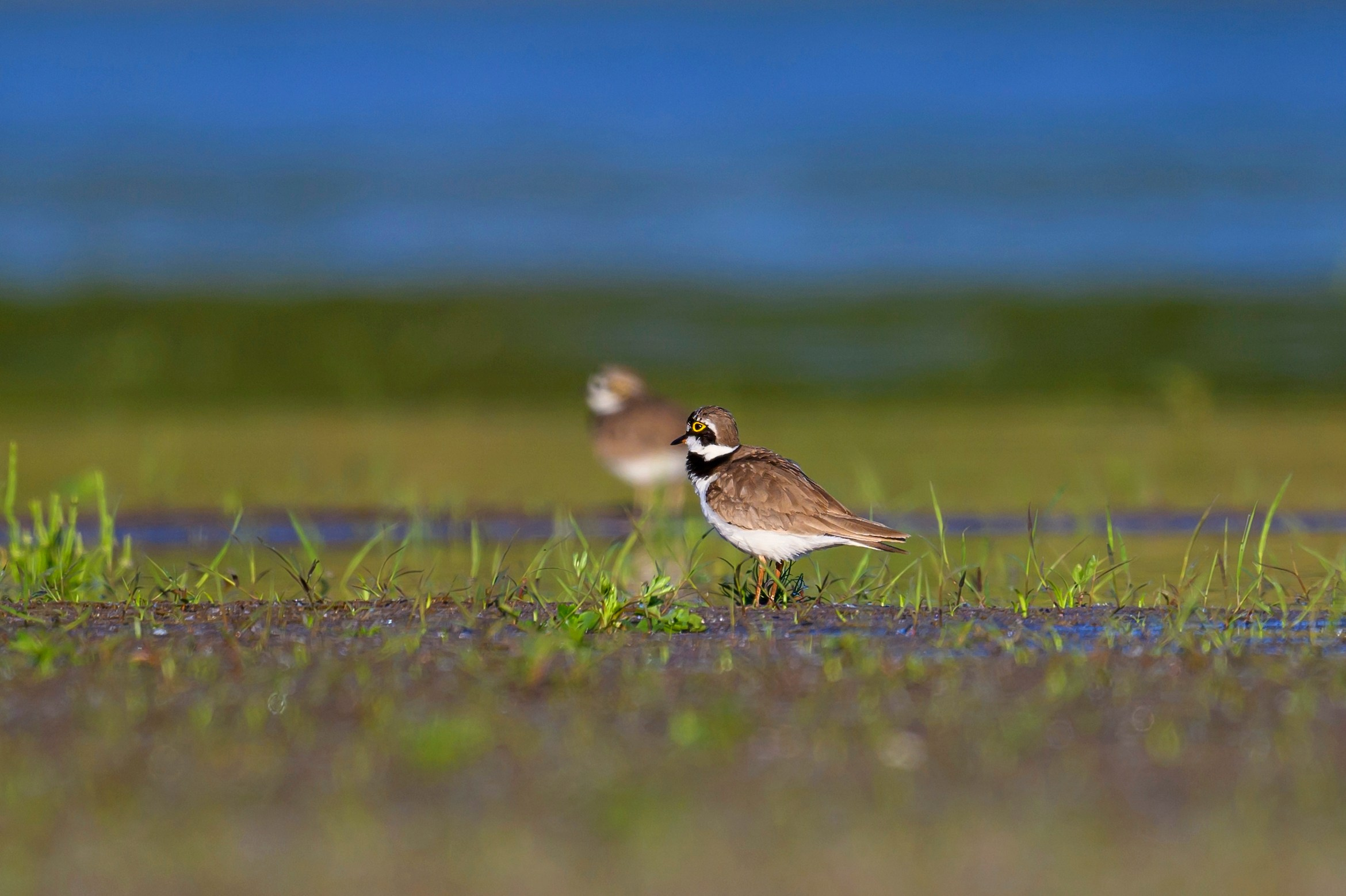 Жабы!. Wildlife photography by Sergey Puponin