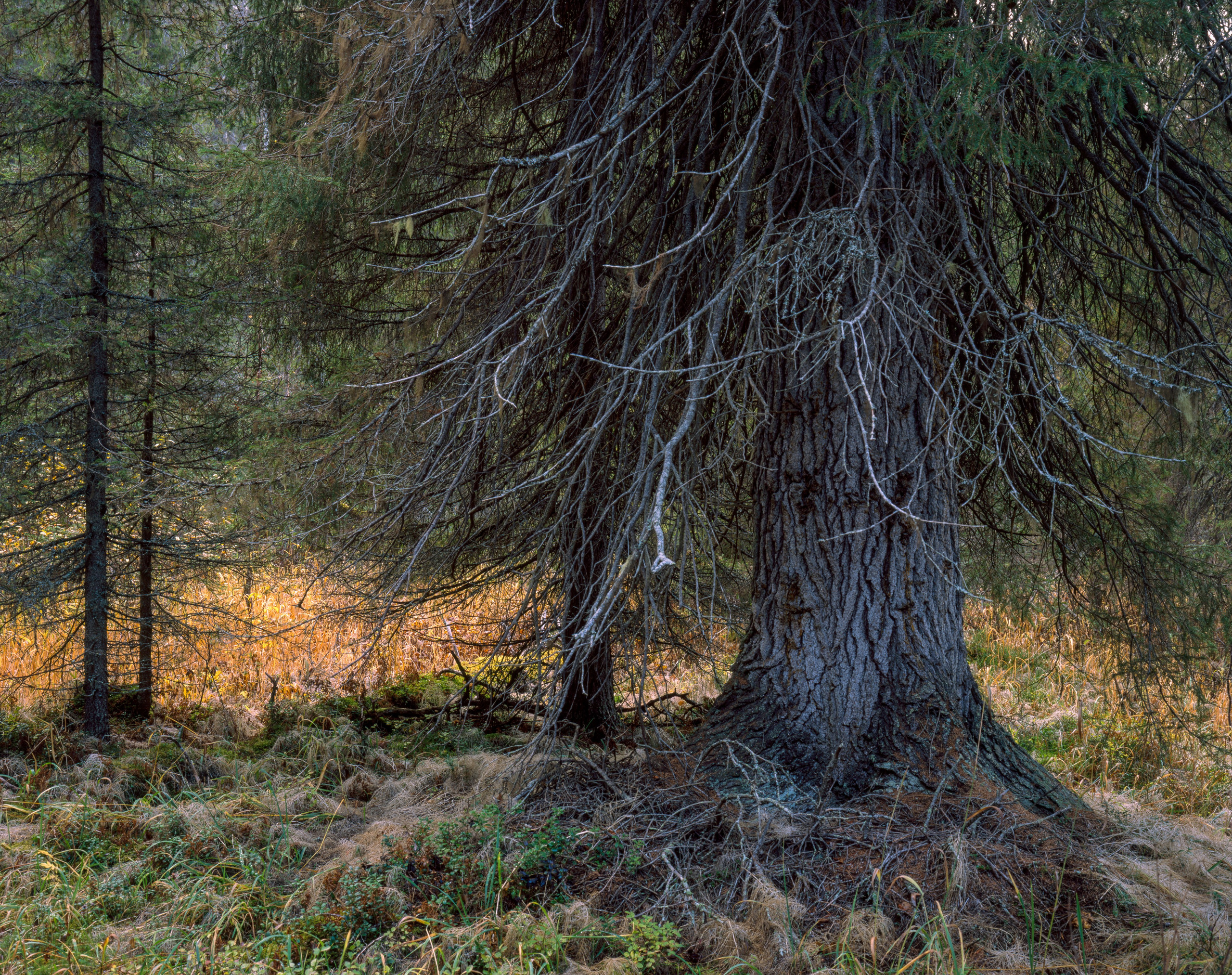 Знаменательный день. Северные Ночи