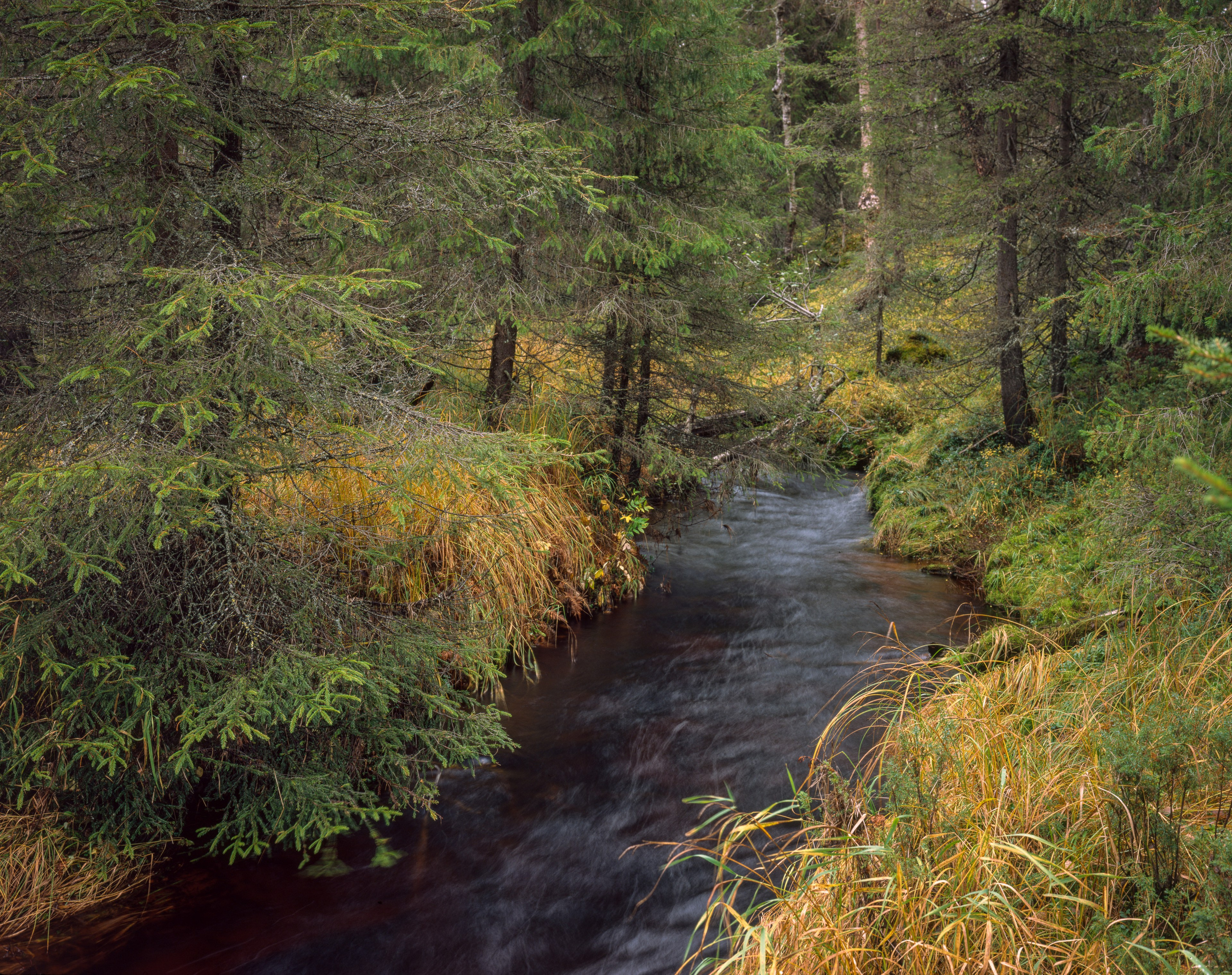 Знаменательный день. Северные Ночи