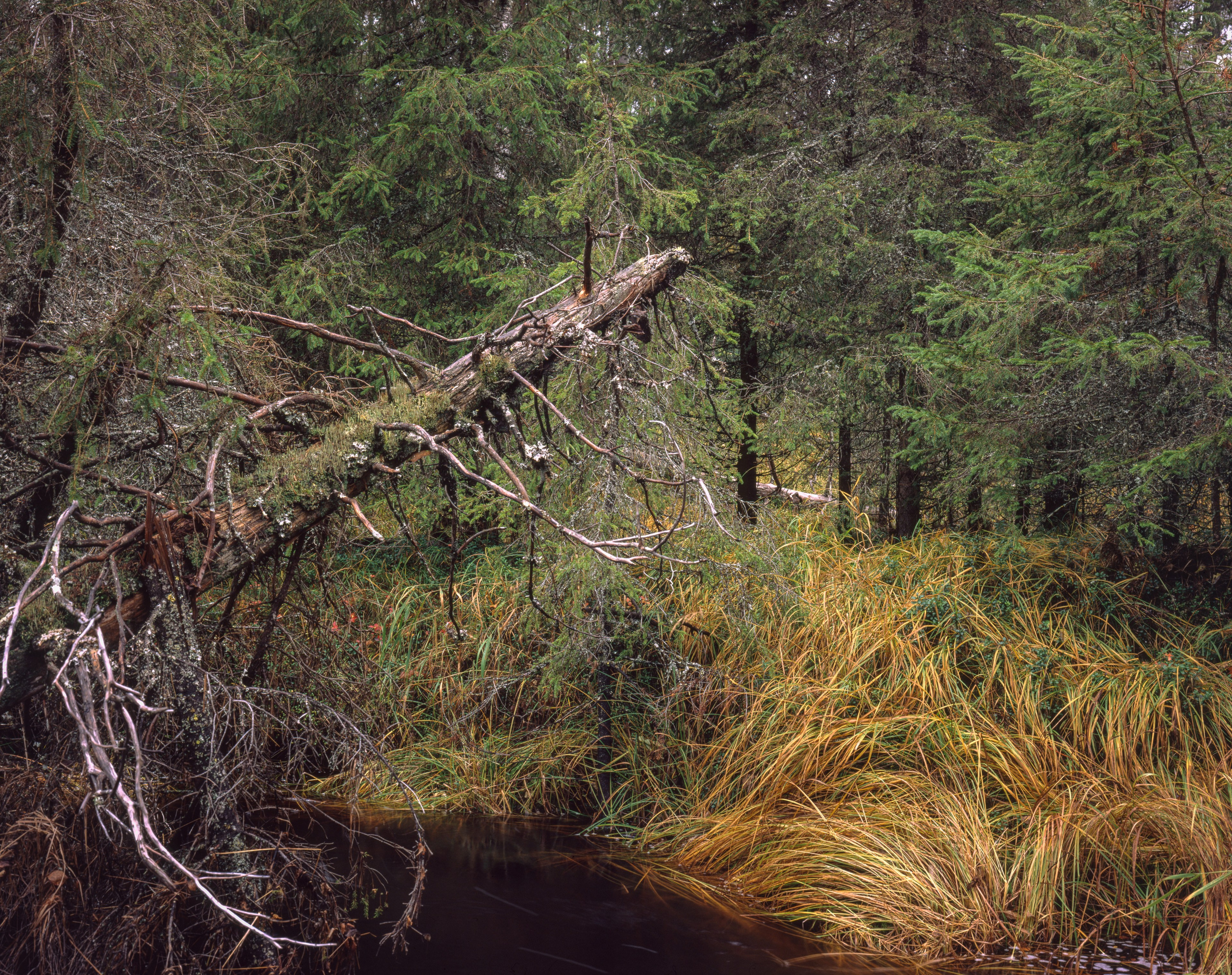 Знаменательный день. Северные Ночи