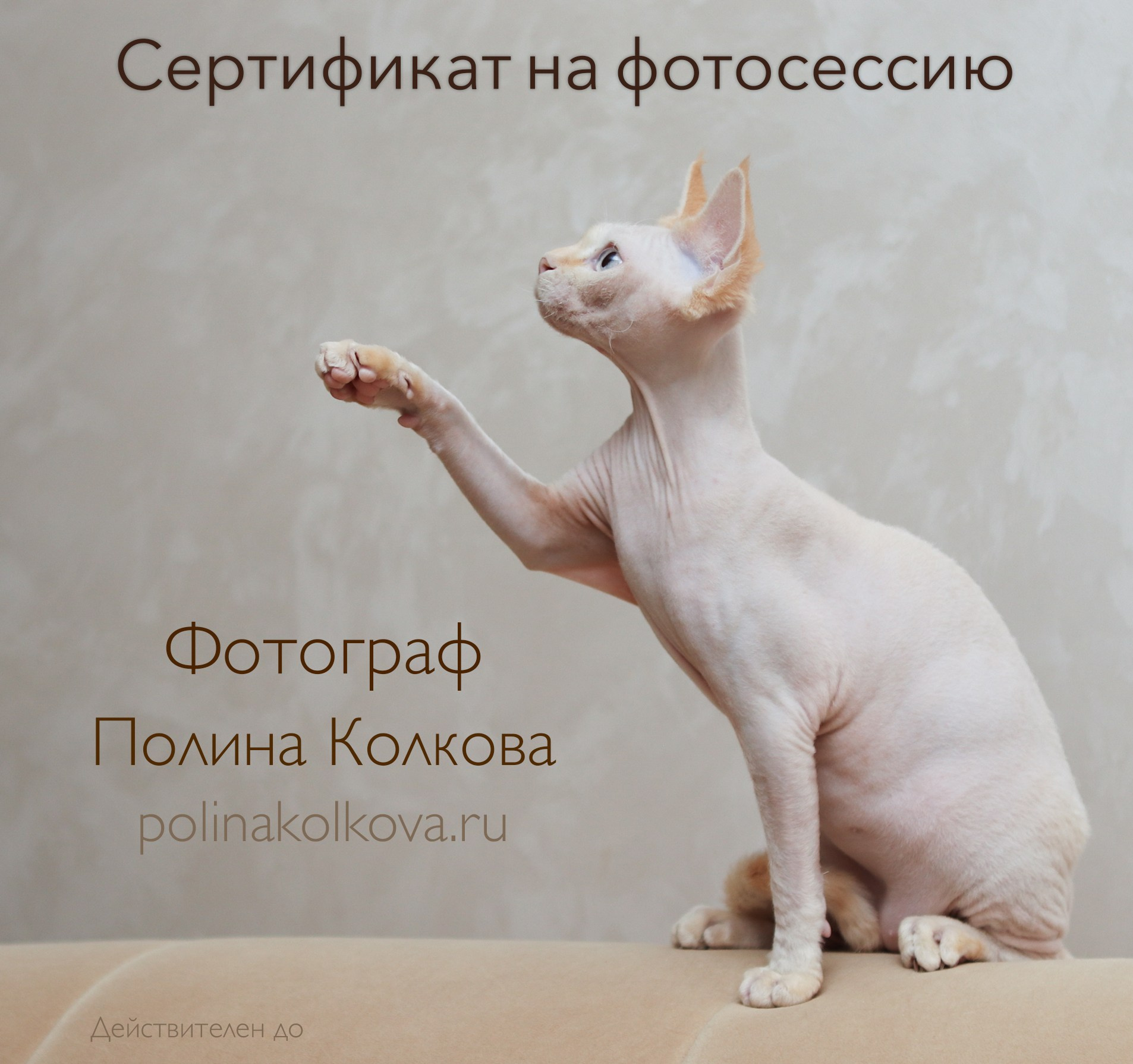 Подарочный сертификат. Фотограф-анималист Полина Колкова | Москва