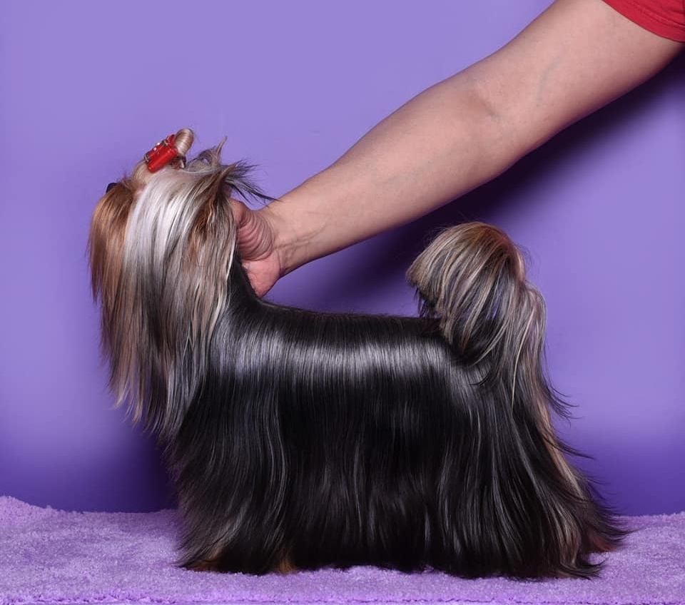 ДЭНСТАЙЛ НИКОЛЕТТА. Питомник Йоркширских терьеров Дэнстайл в Санкт-Петербурге заводчик Тих