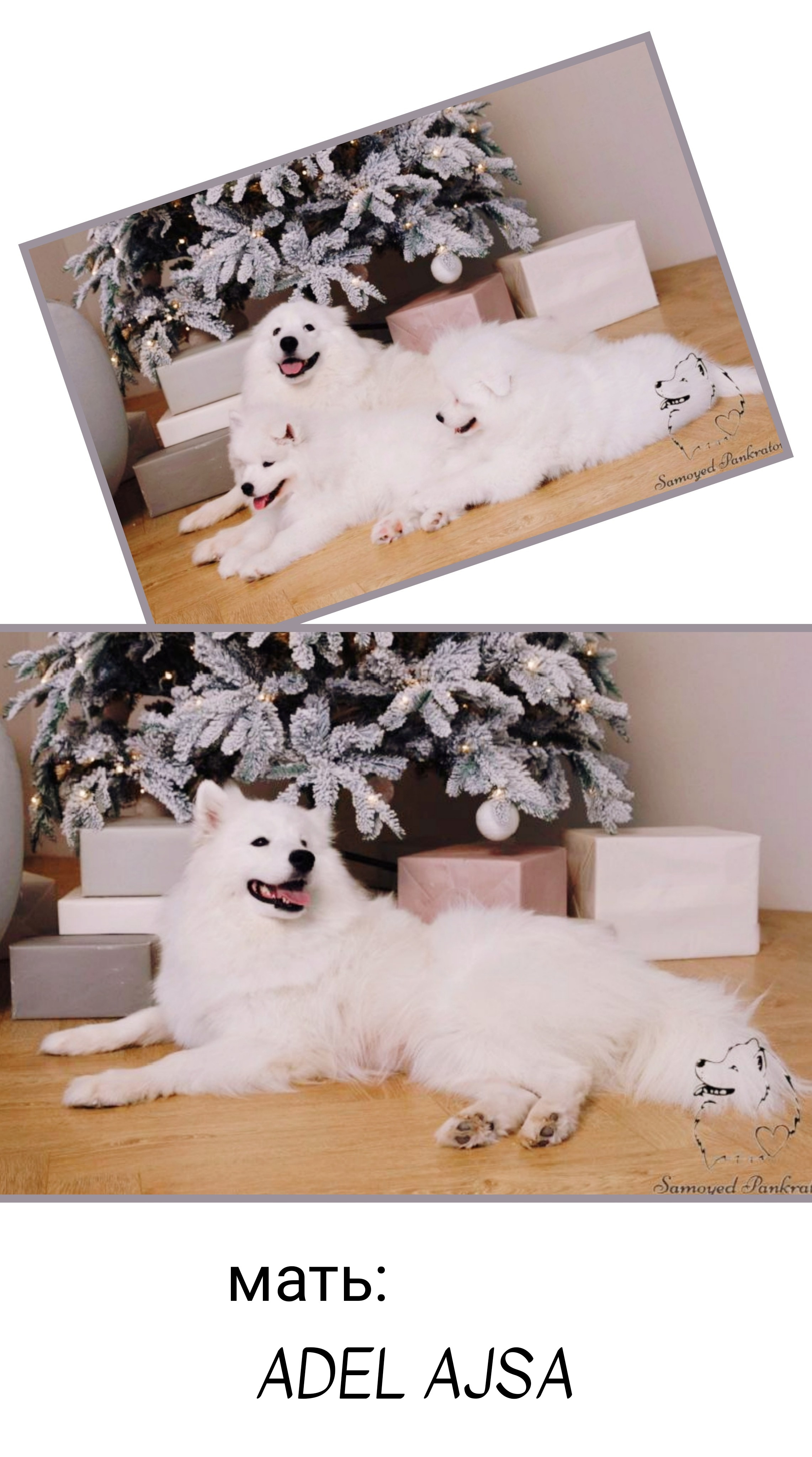 Помет «Г» 02.09.2025. Самоед Новосибирск