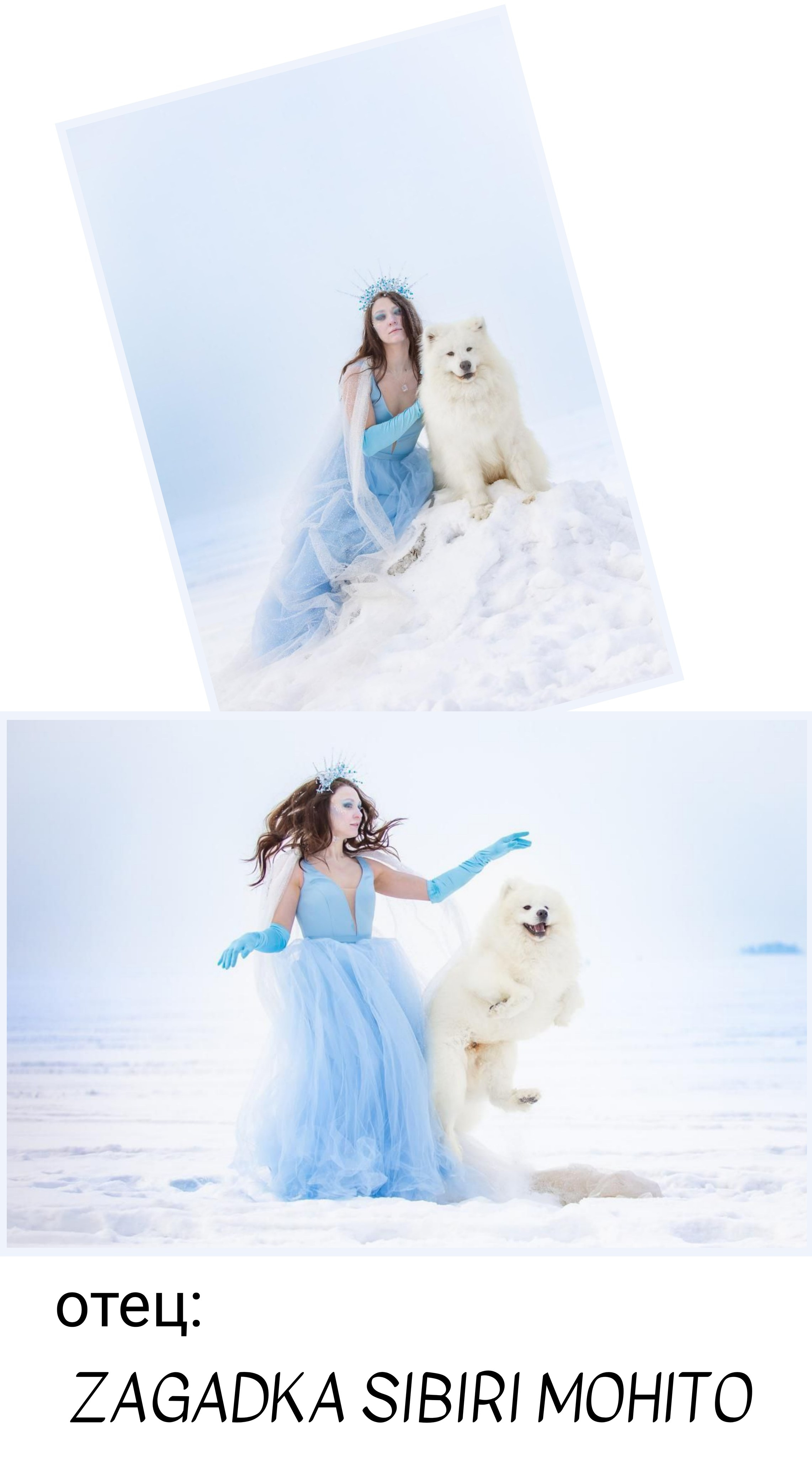 Помет «Г» 02.09.2025. Самоед Новосибирск