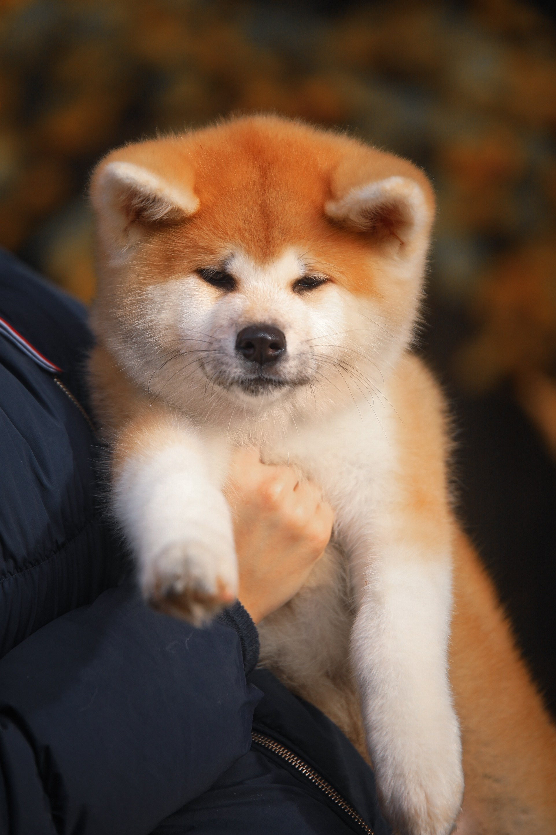 Red puppies. Kennel Akita inu