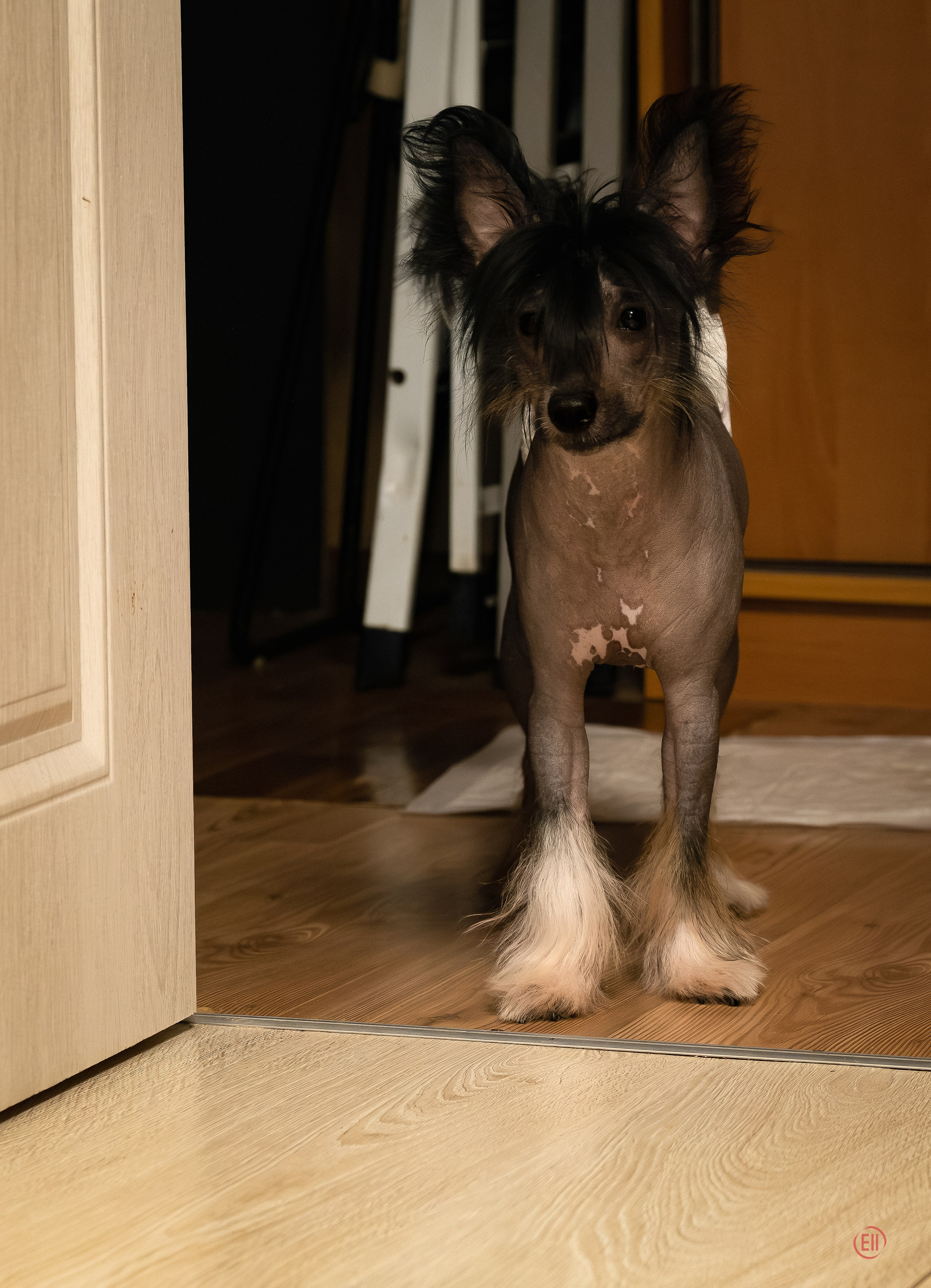 Grooming Chinese Crested Dogs. Chinese Crested Dog Kennel Poale Ell