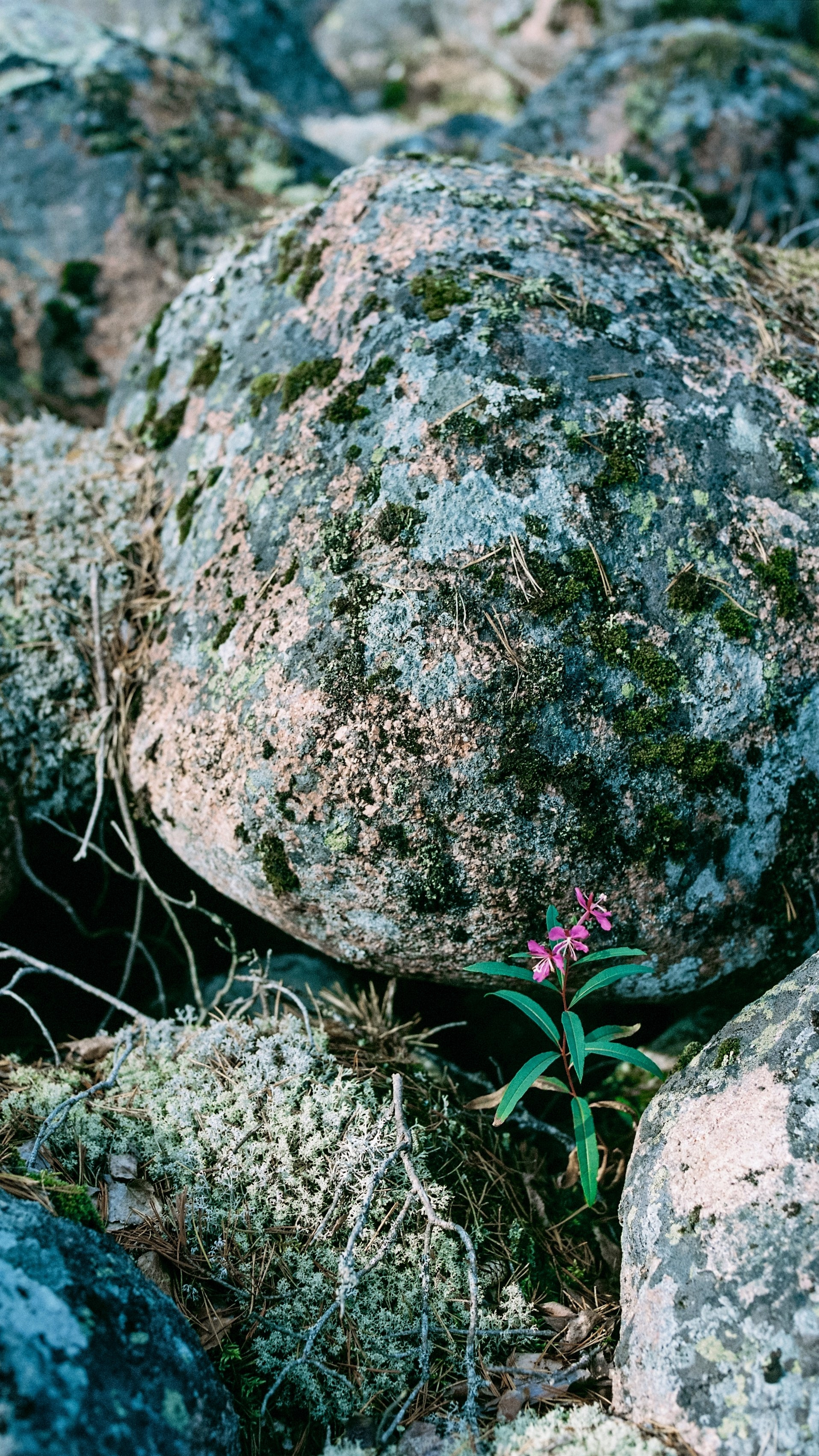 Карелия 2024. Стилист и плёночный фотограф Анастасия Шлокова в Санкт-Петербурге и Москве