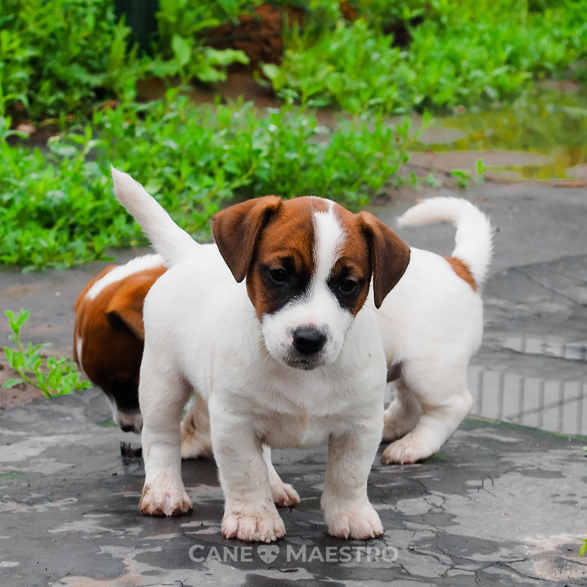 LITTER «SH» | 30/04/2025. КАНЕ МАЭСТРО — питомник Джек рассел терьеров