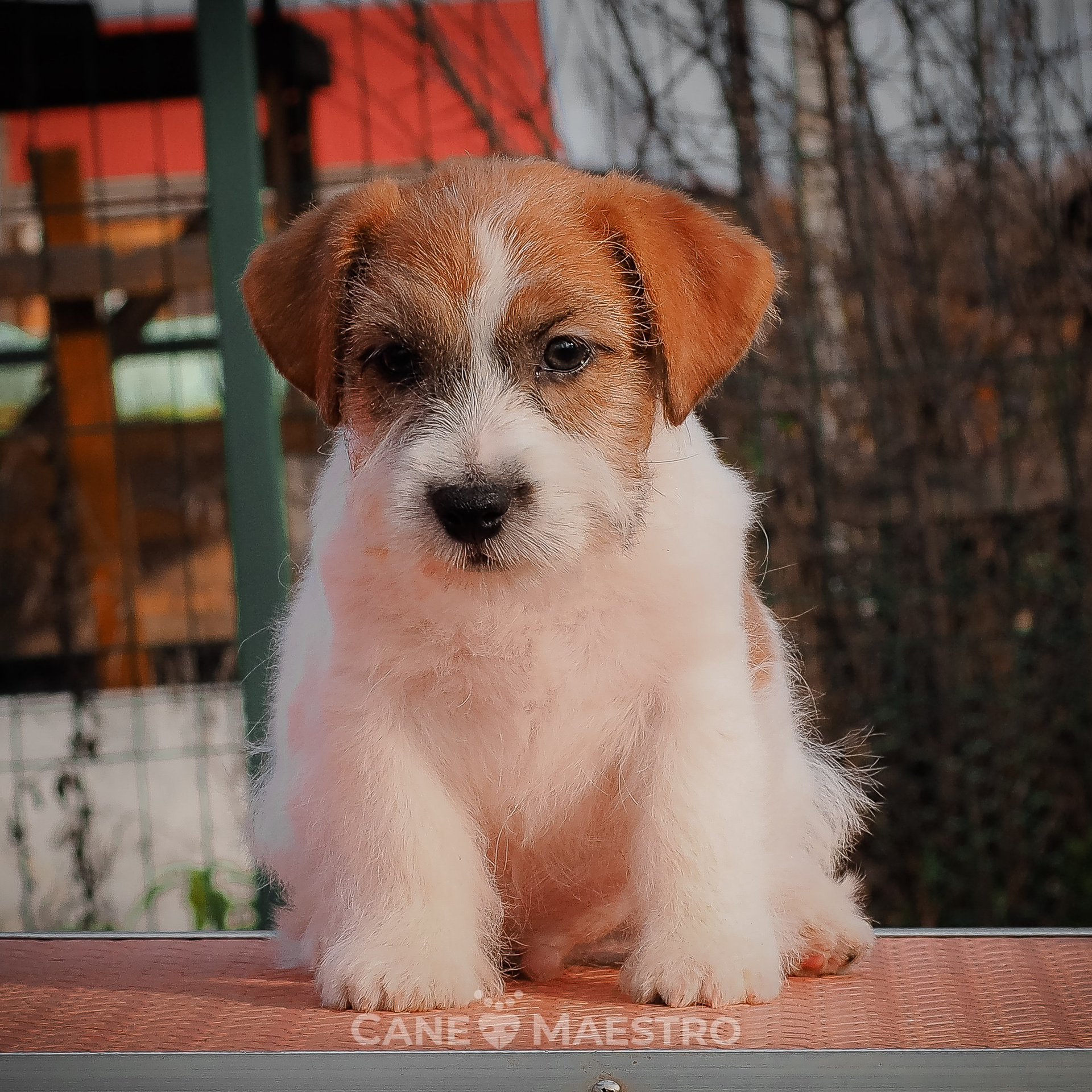 Джек рассел терьер Щенки. Джек Рассел Терьер не та собака, которая долго стоит на месте и он может стать беспокойным. Следует заметить, что терьер является стайным псом. 