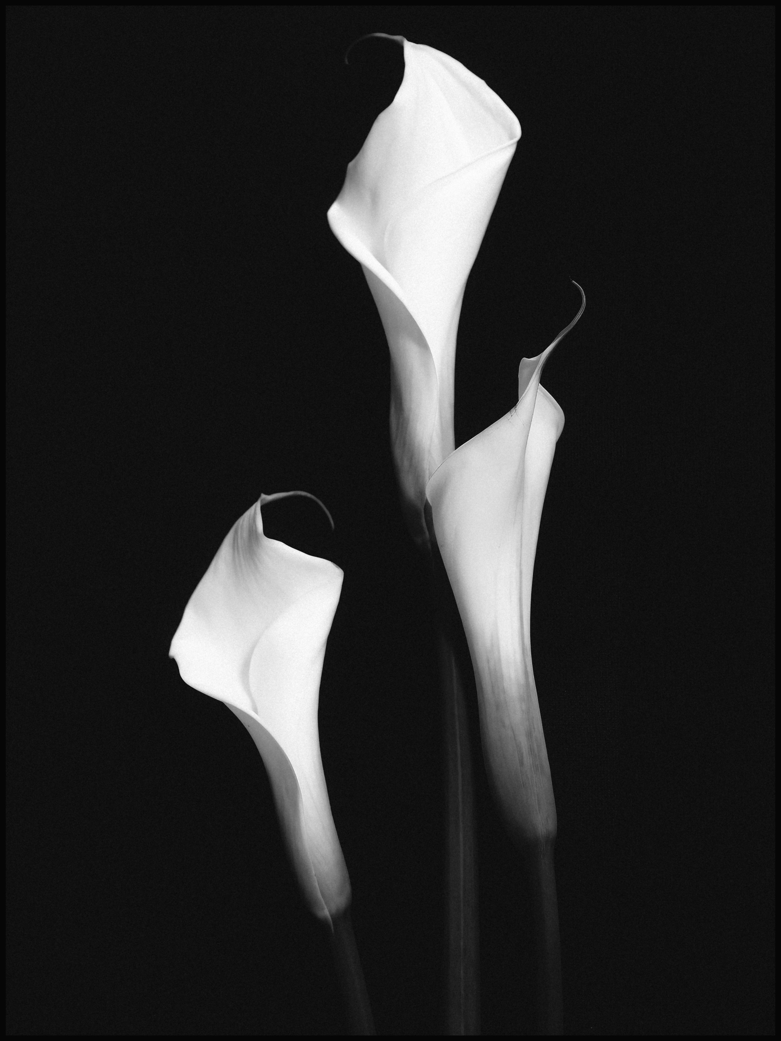 Услуги. АЛЁНА БИРЮКОВА — ЖЕНСКИЙ ФОТОГРАФ, ЙОШКАР-ОЛА