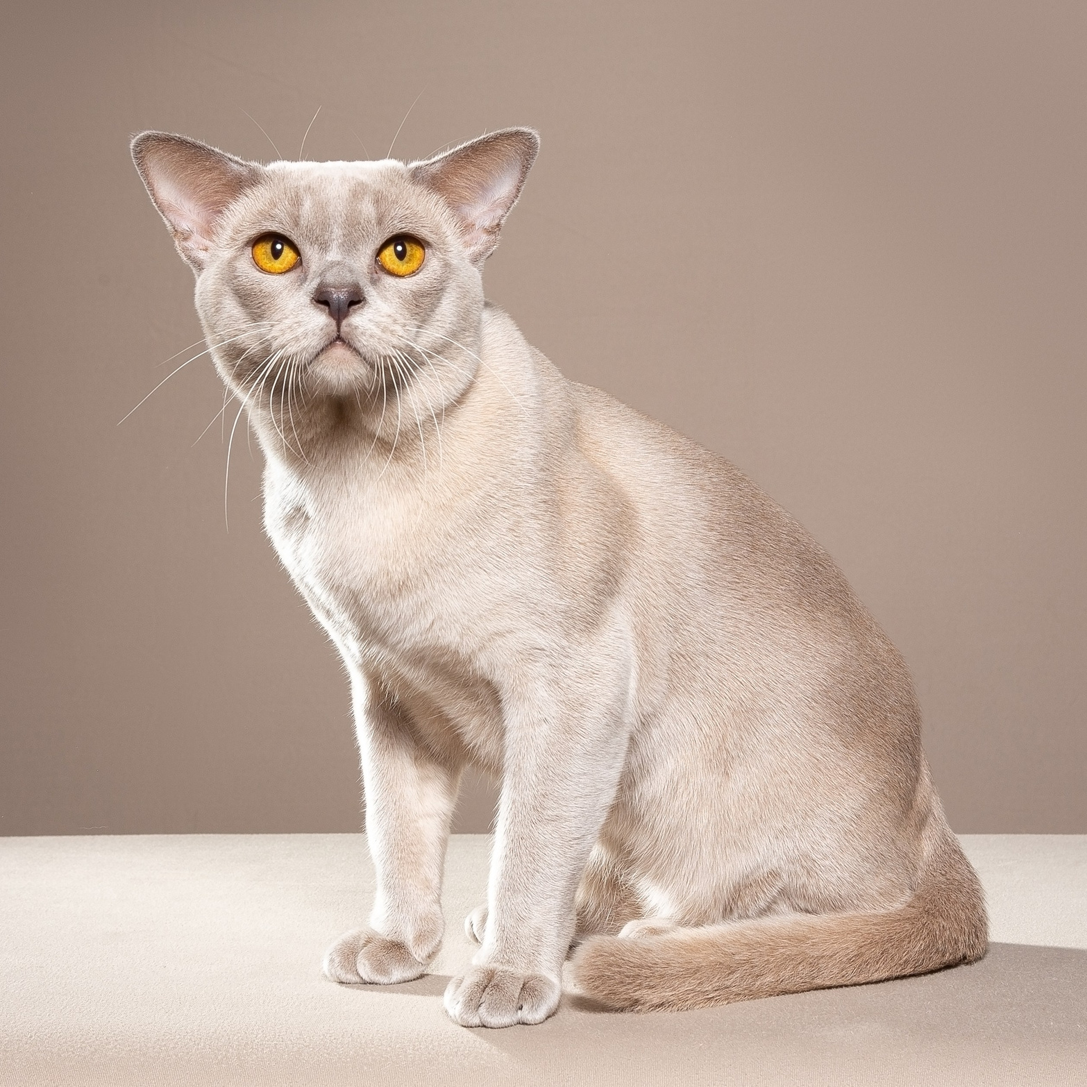 Питомник «Bouncy Life»