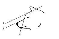 О ПОРОДЕ СИБА-ИНУ. SHIOMARU Питомник сиба и акита-ину