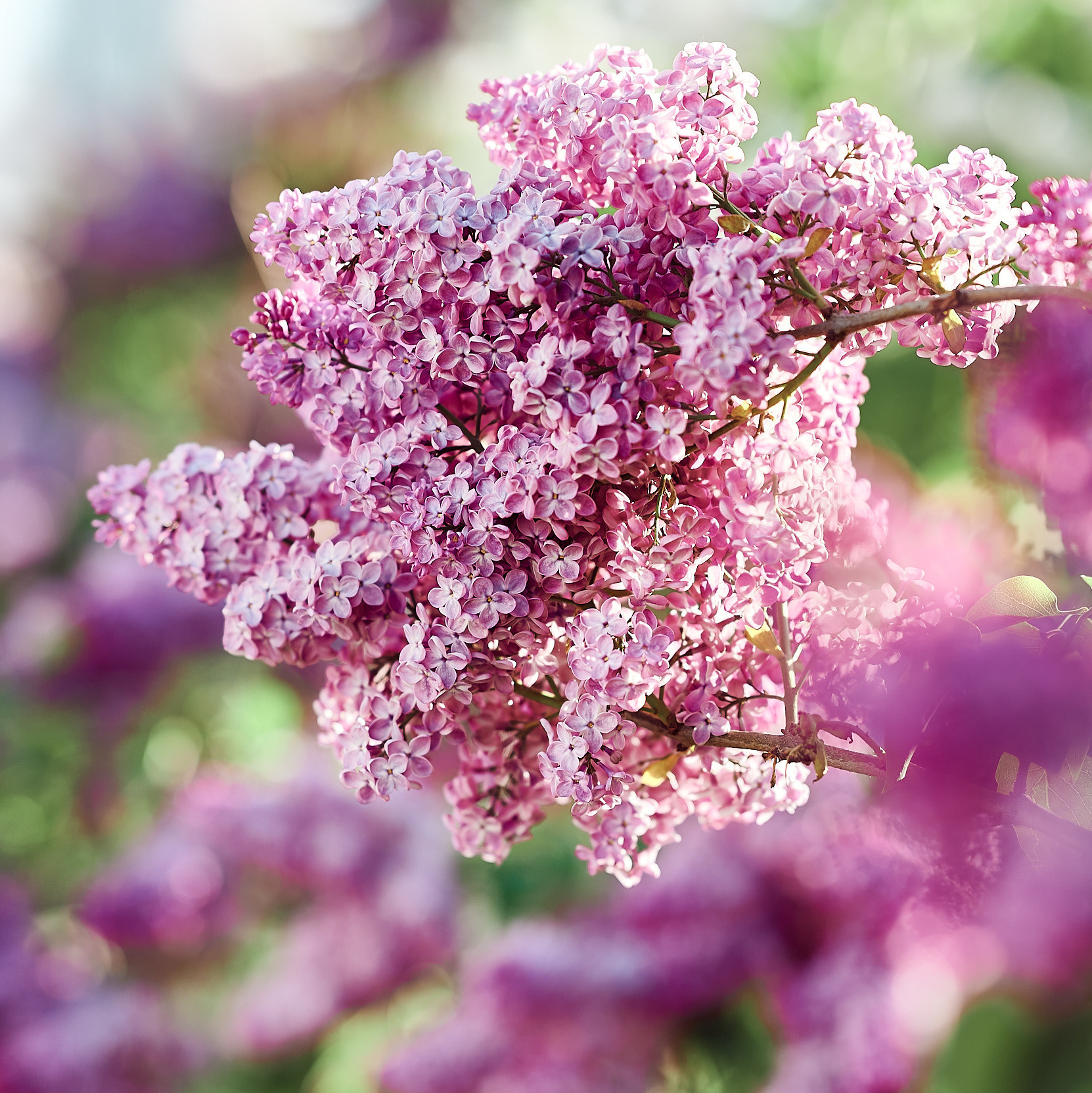 Услуги. Творческая фотография Юлии Артюх, Москва