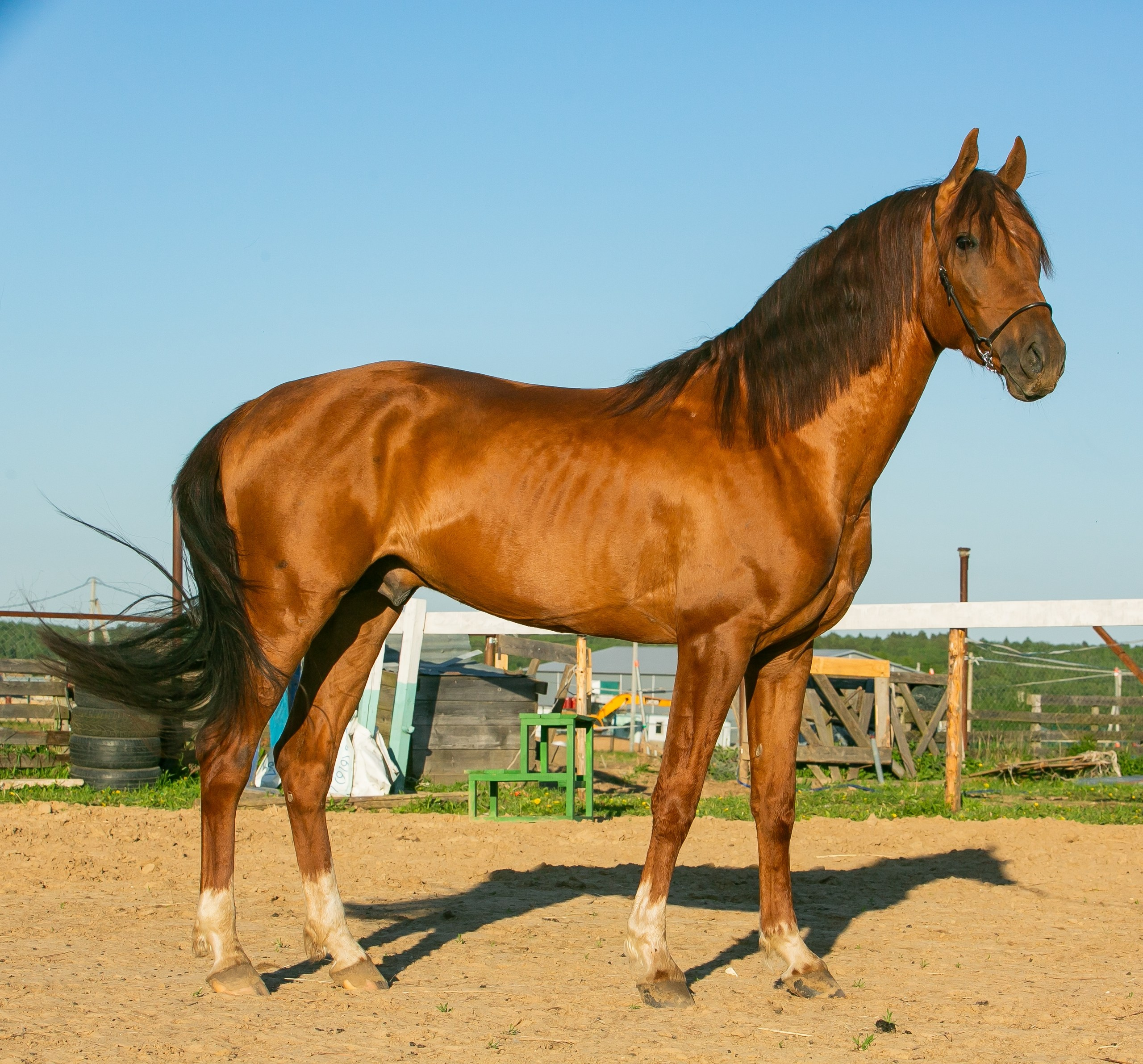 Богнер 2021 г. р. (Бомбей-Гликерия) Пал в марте 2026 года. Конный фотограф Юлия Дроздова