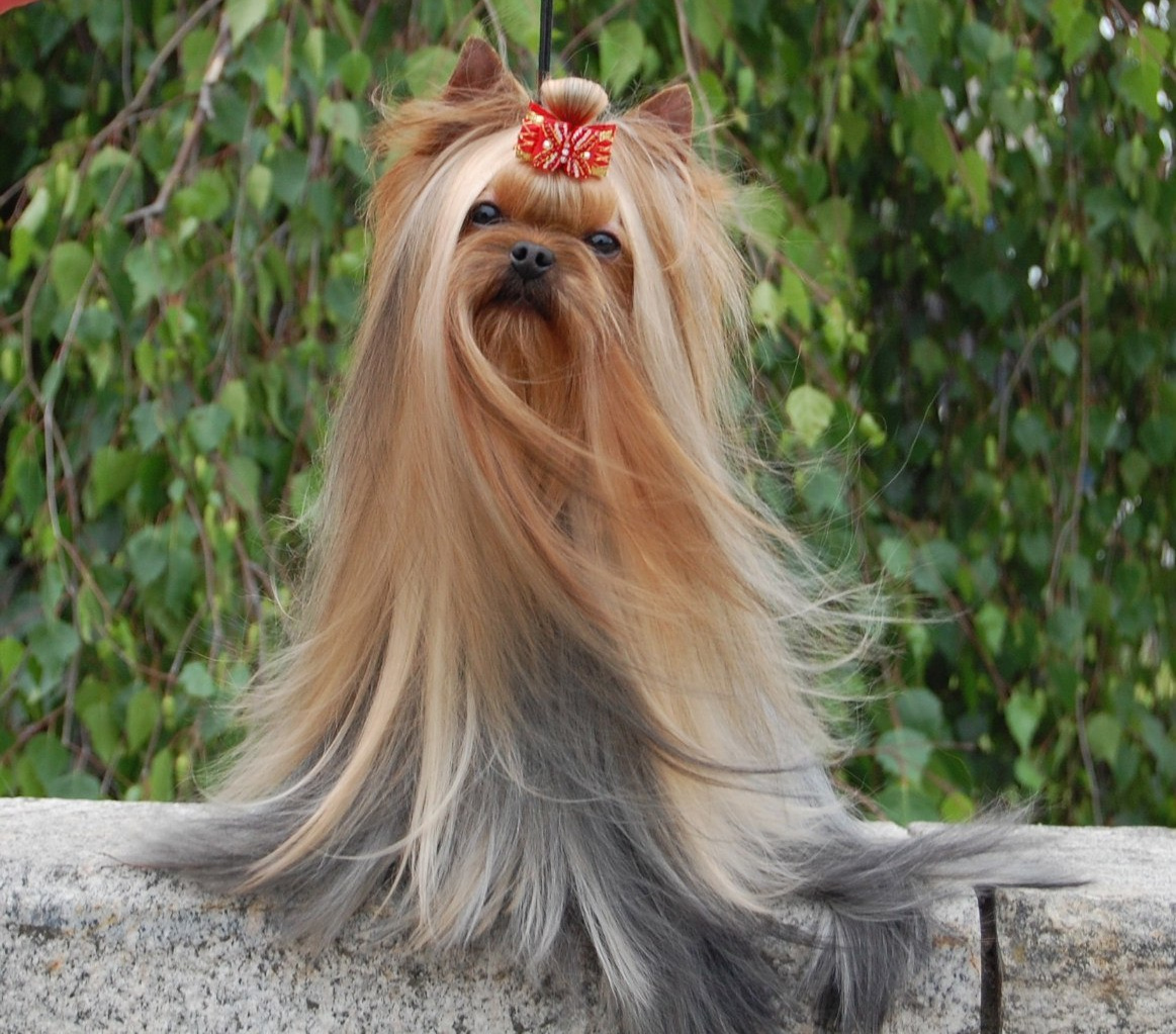 Beloved Cookie Stribrne Prani. Питомник Йоркширских терьеров Дэнстайл в Санкт-Петербурге заводчик Тих