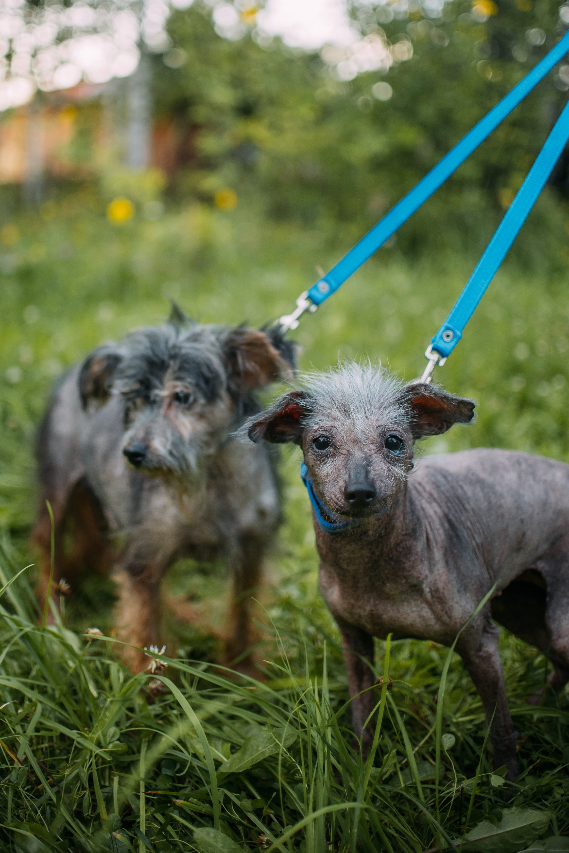 Животные на пристройство. Фотограф-анималист Валерия, Москва, Мытищи