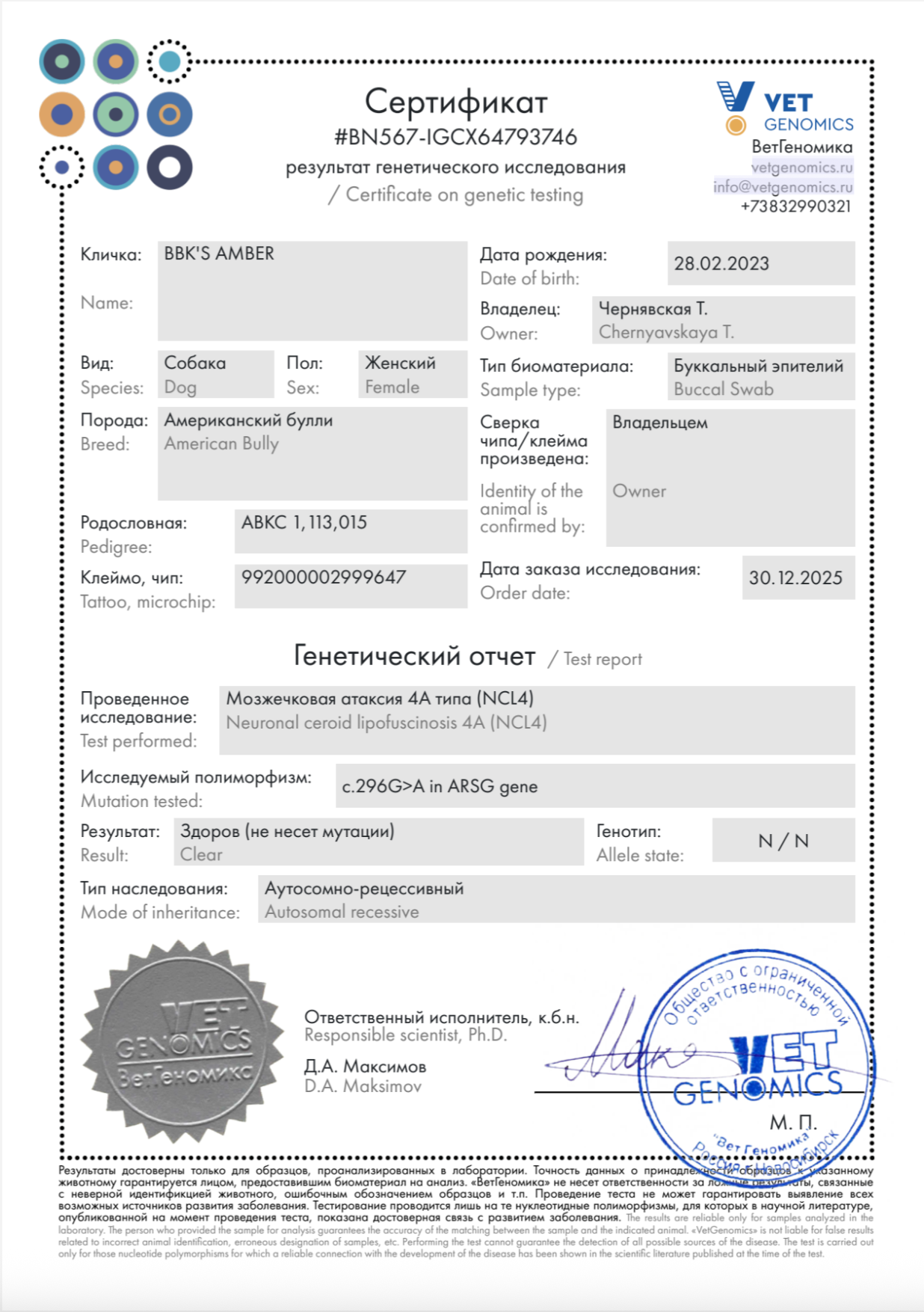 BBK’s Amber. Американские булли XL в г. Калининград. Питомник Great Bully UNIVERSE