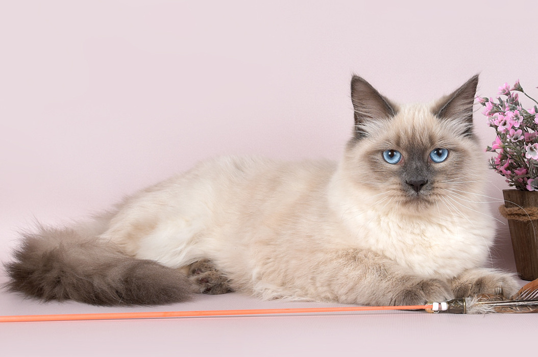 Наши котята. Главная