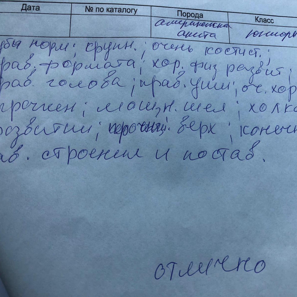 Rokki * RUBYLIGHT AMAROK. AMERICAN AKITA RUBYLIGHT KENNEL I SHIBA-INU