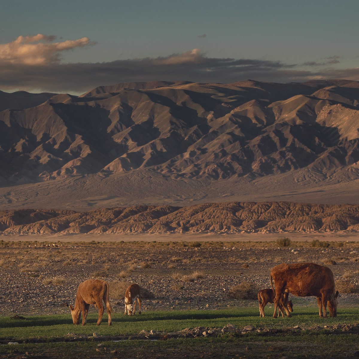 Экспедиция в пустыню Гоби (30.04.2023 — 08.05.2023 ). Фотограф Константин Шамин