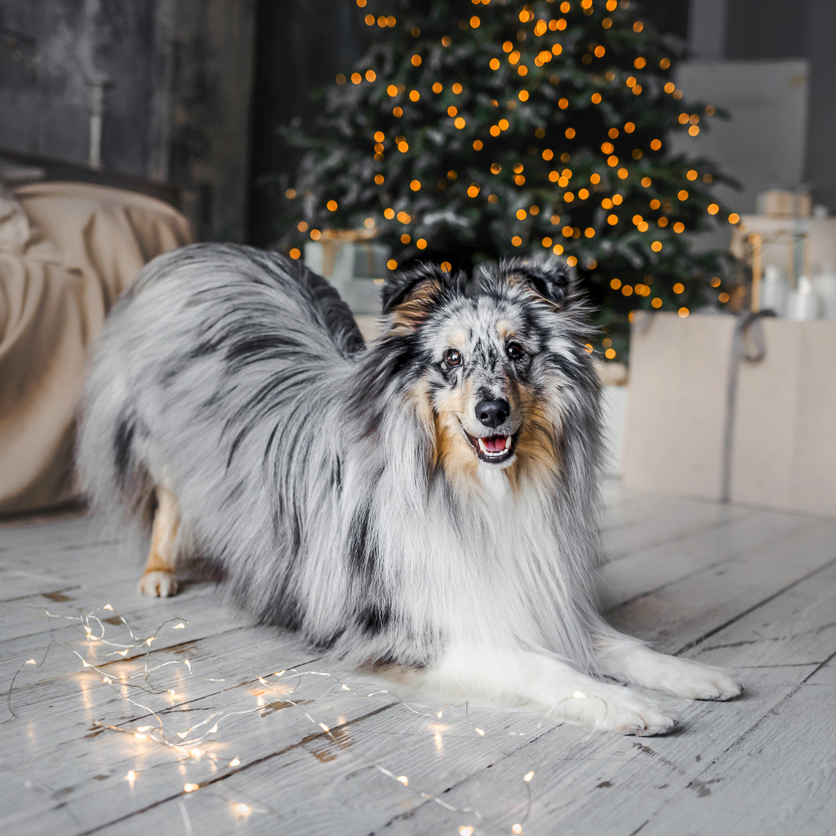 Что такое фотосессия с животным в студии?