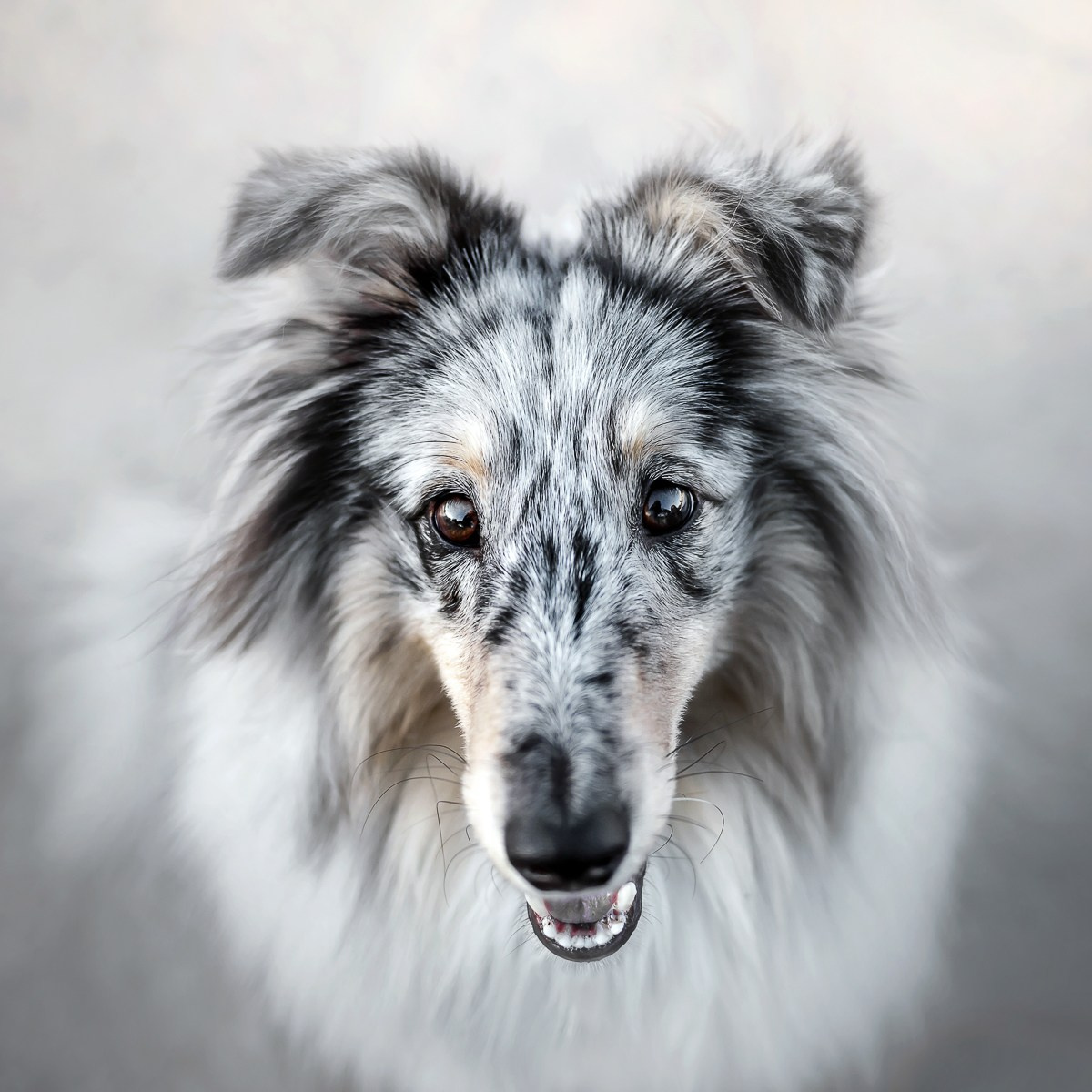 Семейный фотограф животных, анималист в Москве Екатерина Киреева