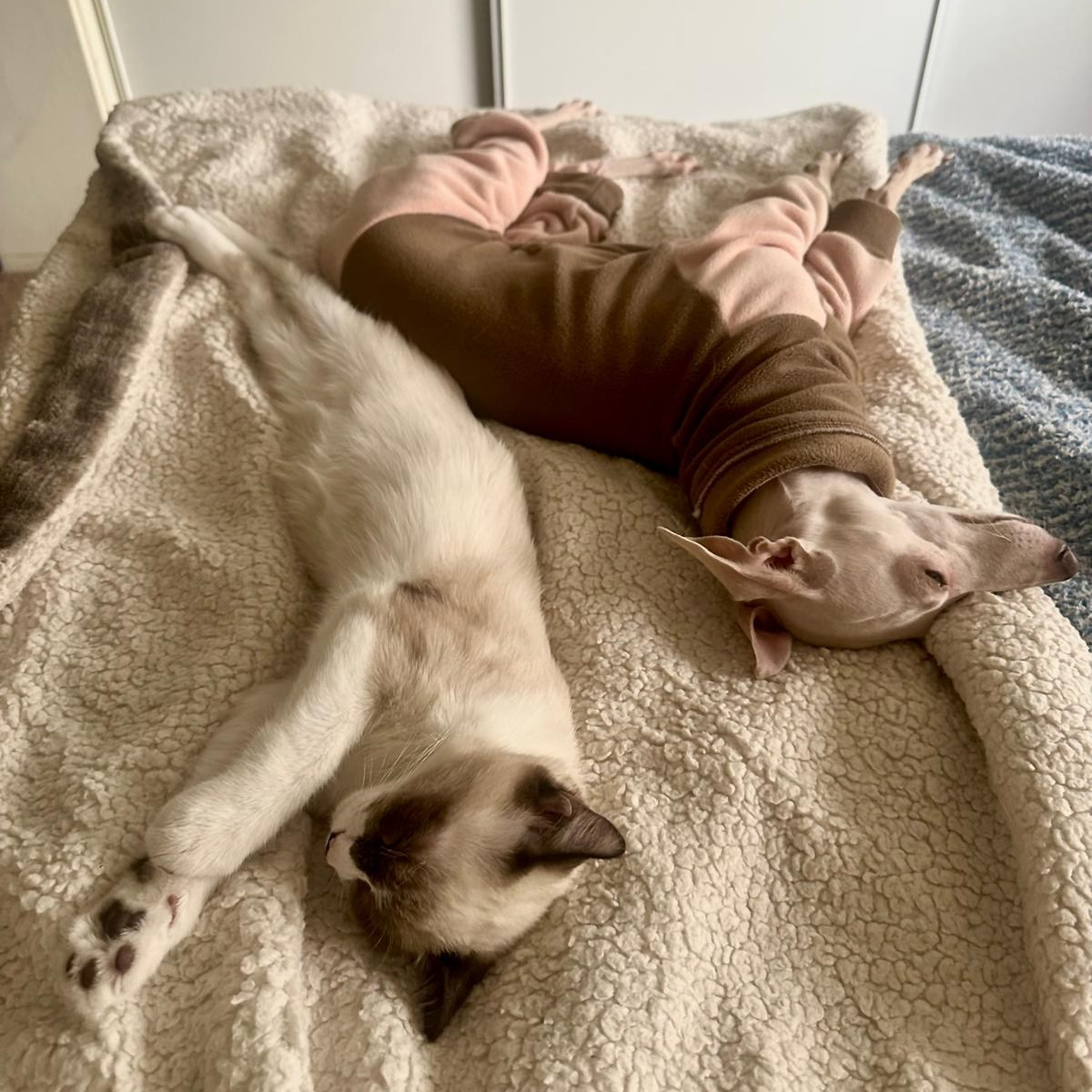 Левретки и кошки. Профессиональный питомник левреток РКФ/FCI ASTI SAPPHIRE 💎 Сочи|Санкт-Петербург