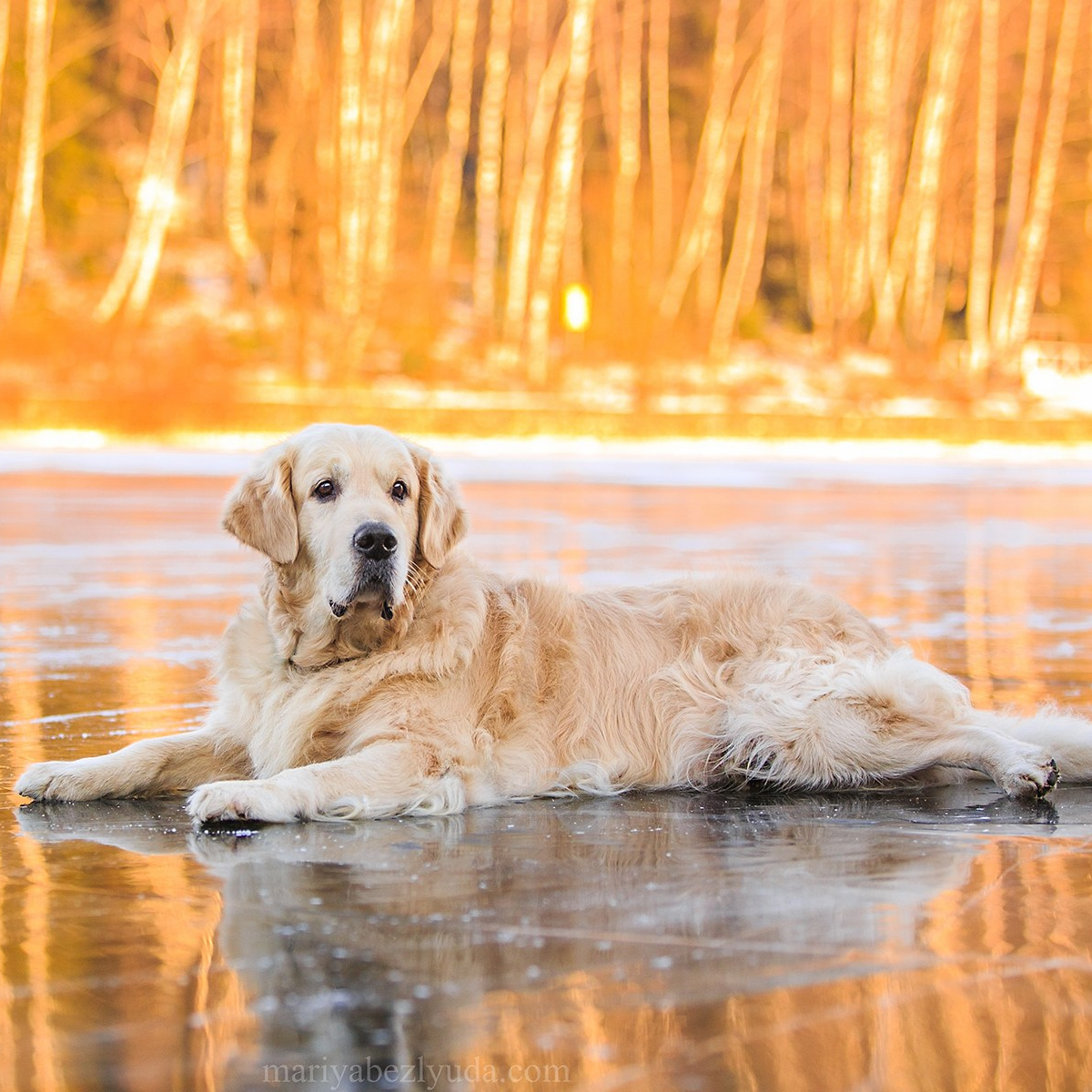 Семейный и детский фотограф в Москве Мария Быкова