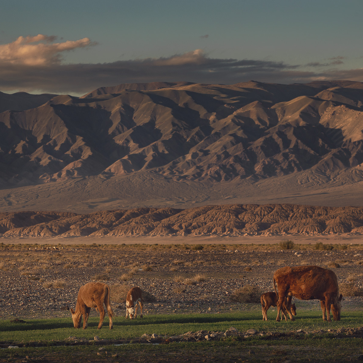 Экспедиция в пустыню Гоби 2023 | Фотограф Дмитрий Купрацевич. Дмитрий Купрацевич профессиональный пейзажный и travel-фотограф