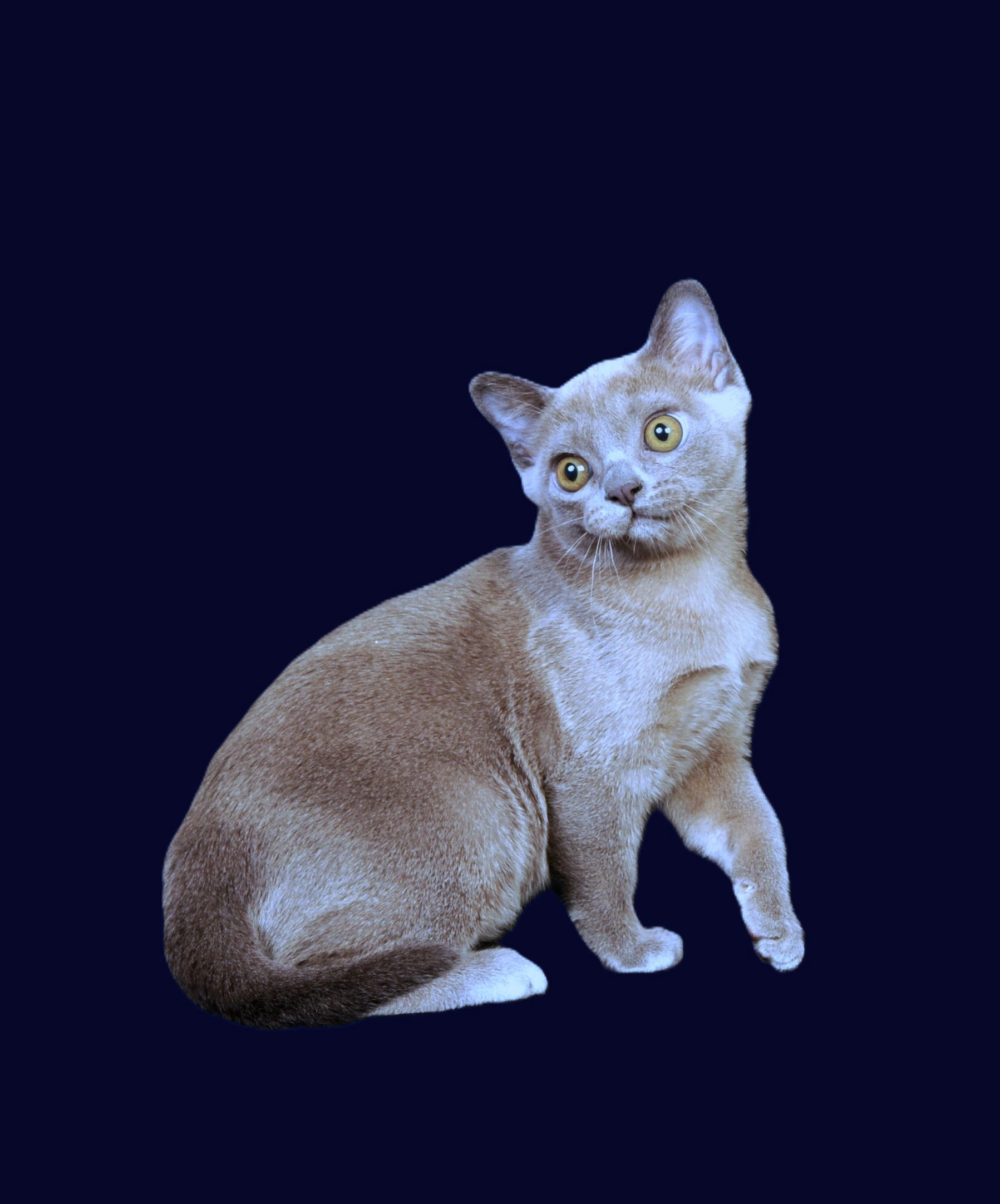 Котёнок американской бурмы. Las Burmas — питомник американской бурмы традиционных линий