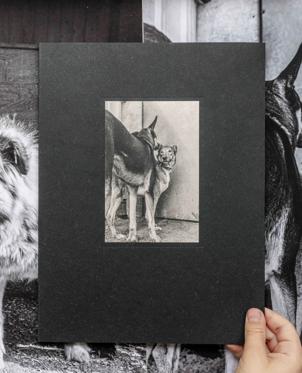 Аллигаторы. Elena Anosova is an award-winning visual artist