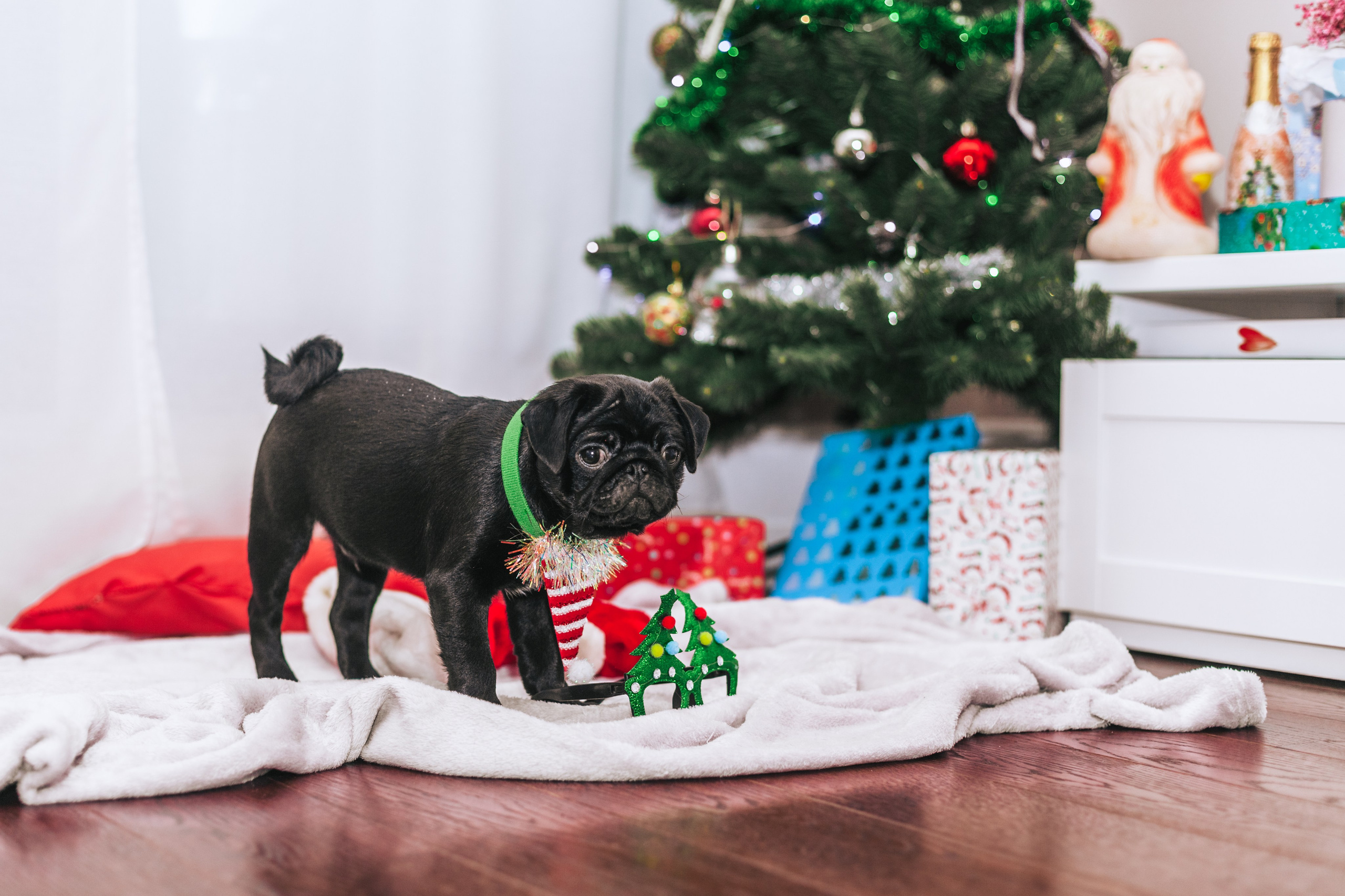 Домашняя фотосессия Оли и двух ее мопсов. Фотограф-анималист Татьяна Степанова
