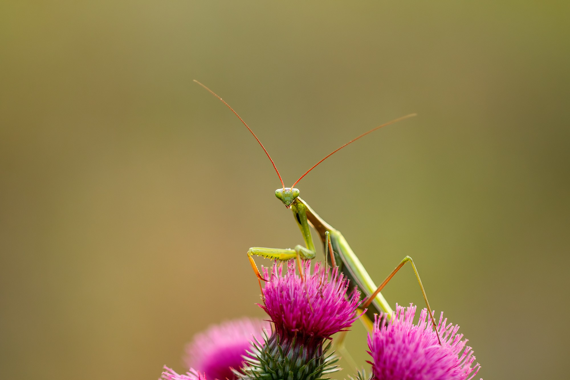 Макросъёмка. Ваш личный фотограф Марина Волкова