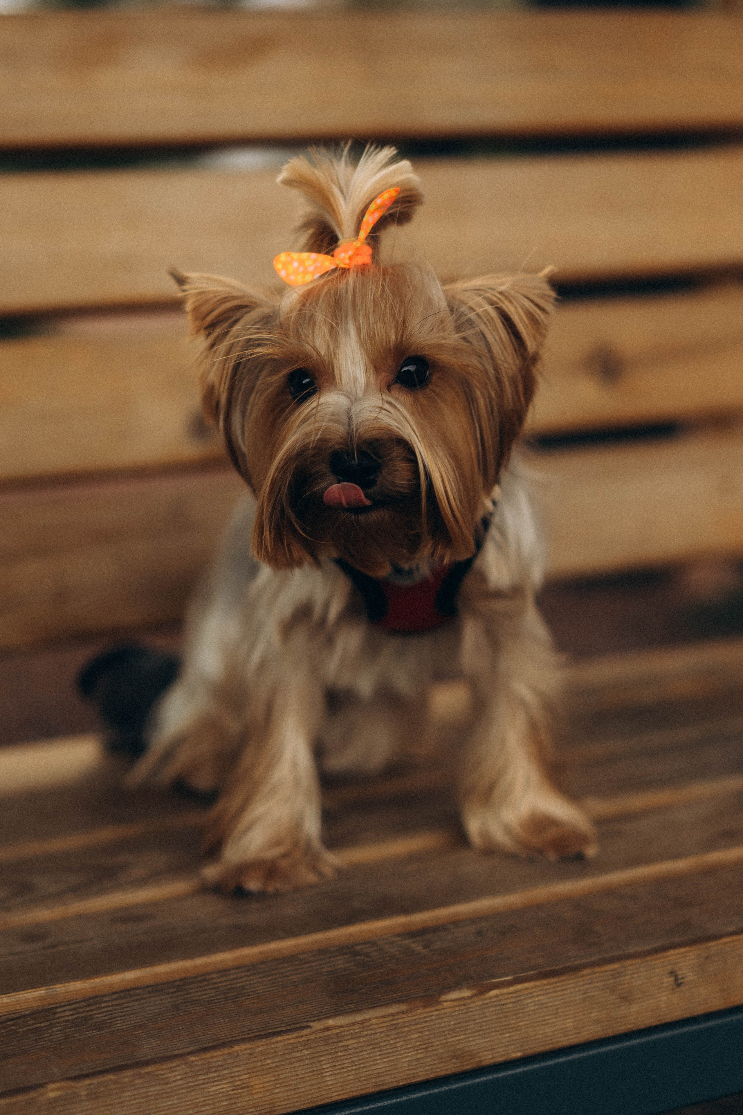 Семейная сьемка в парке. Фотограф Екатеринбург Кокшарова Александра