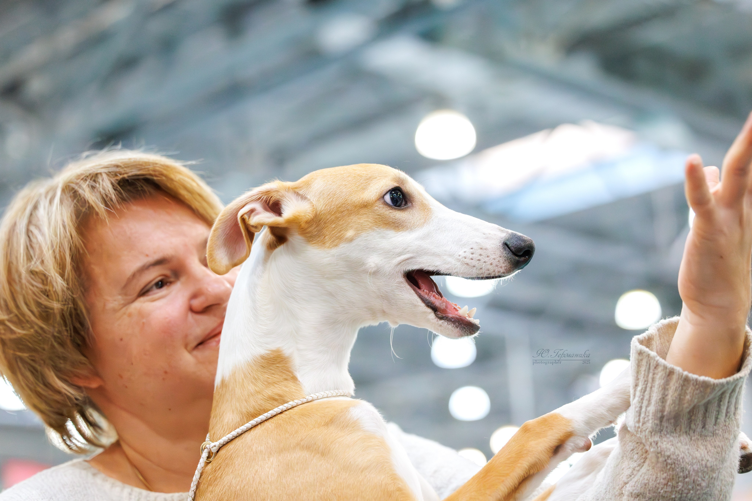 Питер ротвейлеры 18.01,Крокус 19.01.2025. Фотограф-анималист Юлия Германика