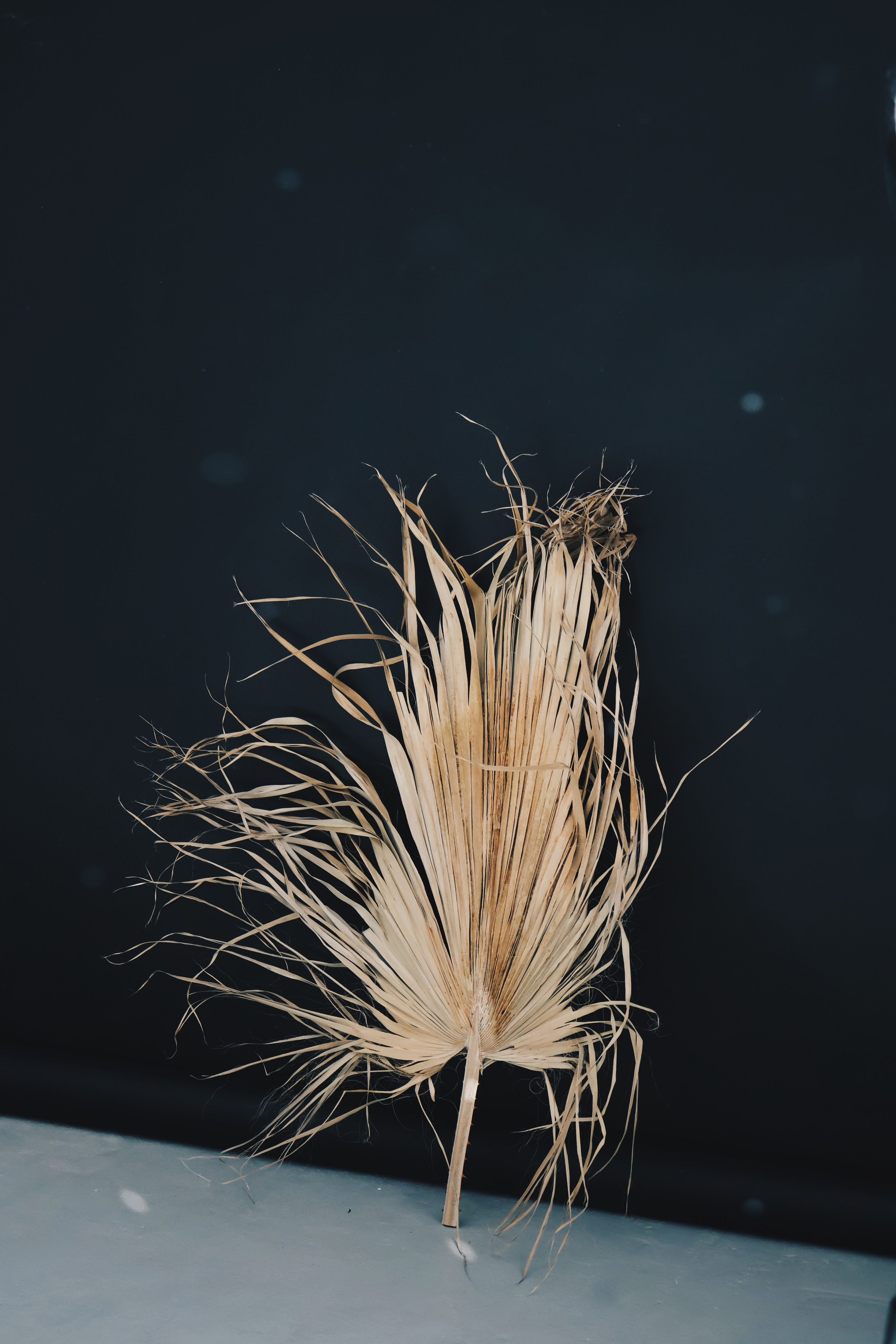 Как выглядит фотостудия Антресоль