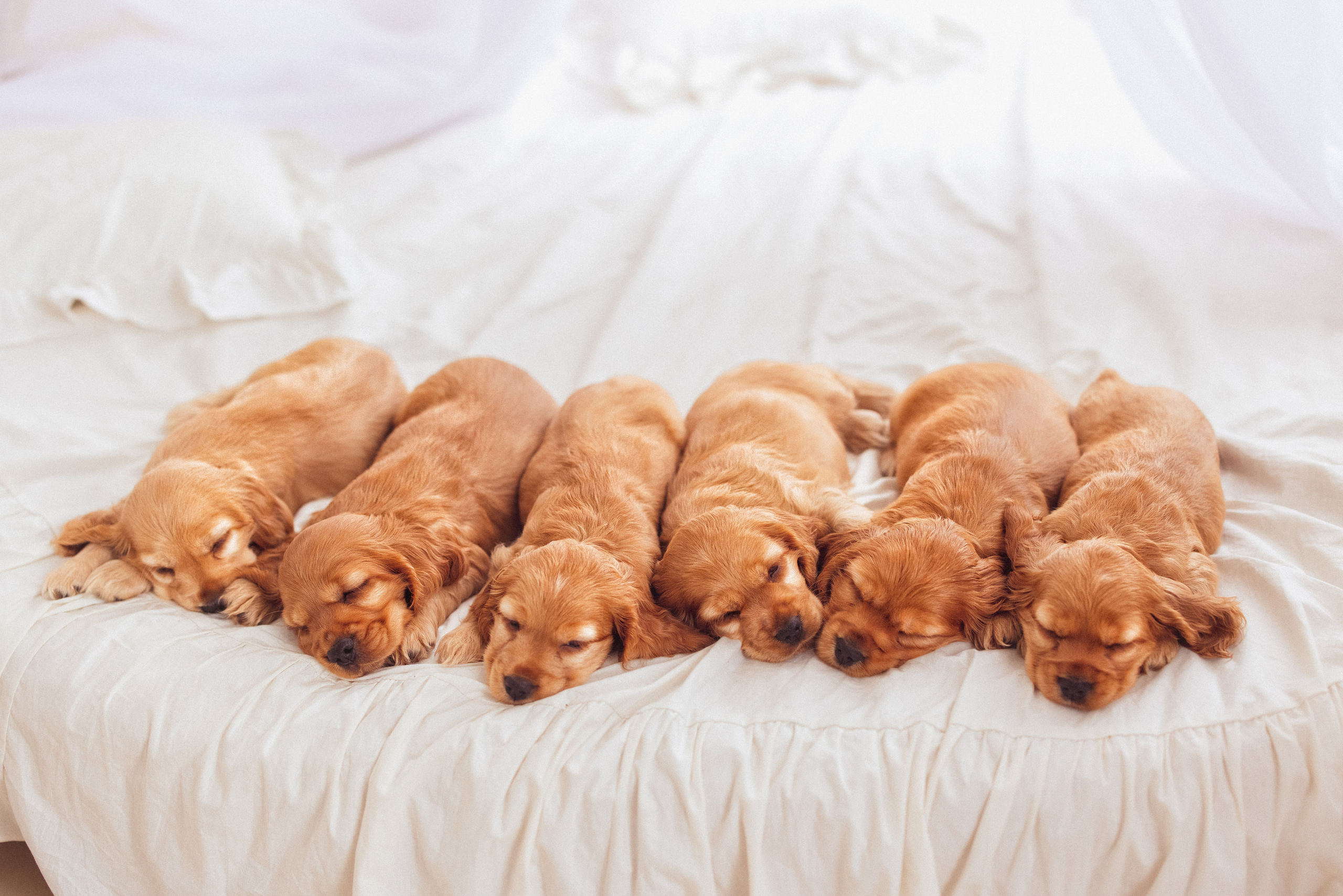 ЩЕНКИ (Кокер — спаниель). Семейный и детский фотограф в Краснодаре Анна Трашкова