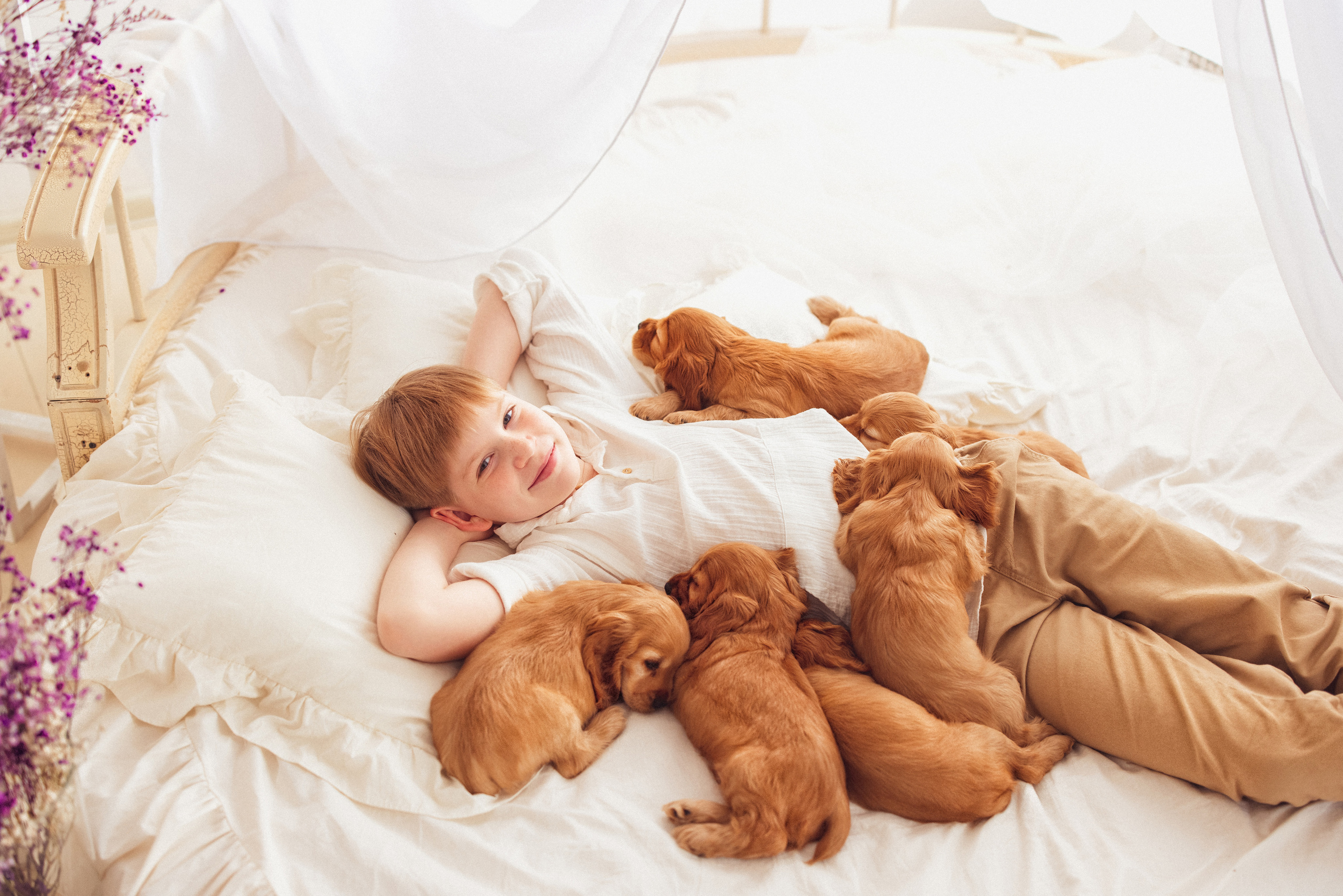 ЩЕНКИ (Кокер — спаниель). Семейный и детский фотограф в Краснодаре Анна Трашкова