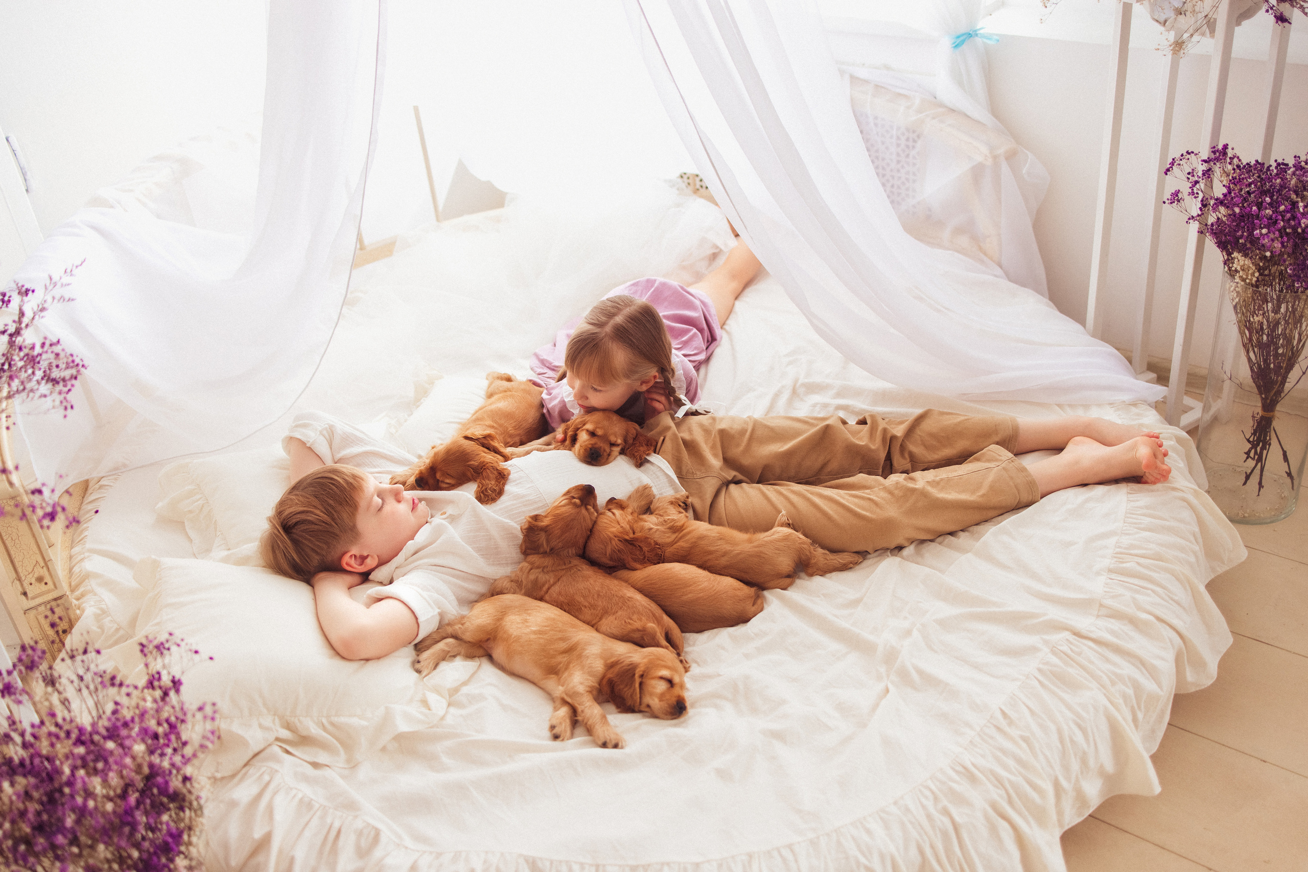 ЩЕНКИ (Кокер — спаниель). Семейный и детский фотограф в Краснодаре Анна Трашкова