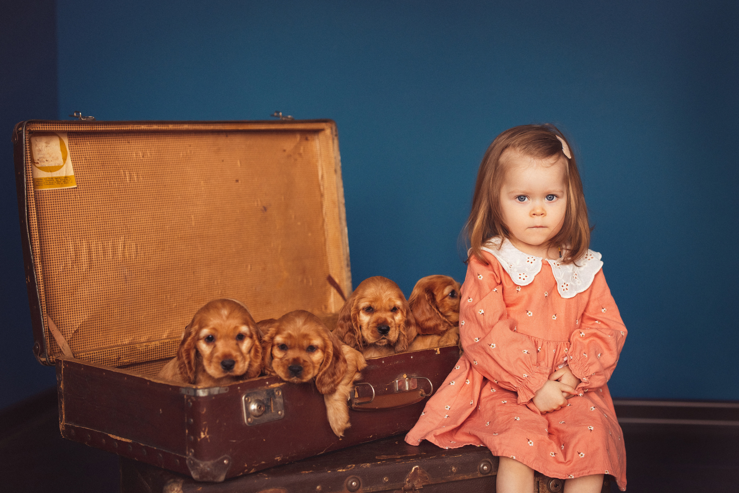 ЩЕНКИ (Кокер — спаниель). Семейный и детский фотограф в Краснодаре Анна Трашкова