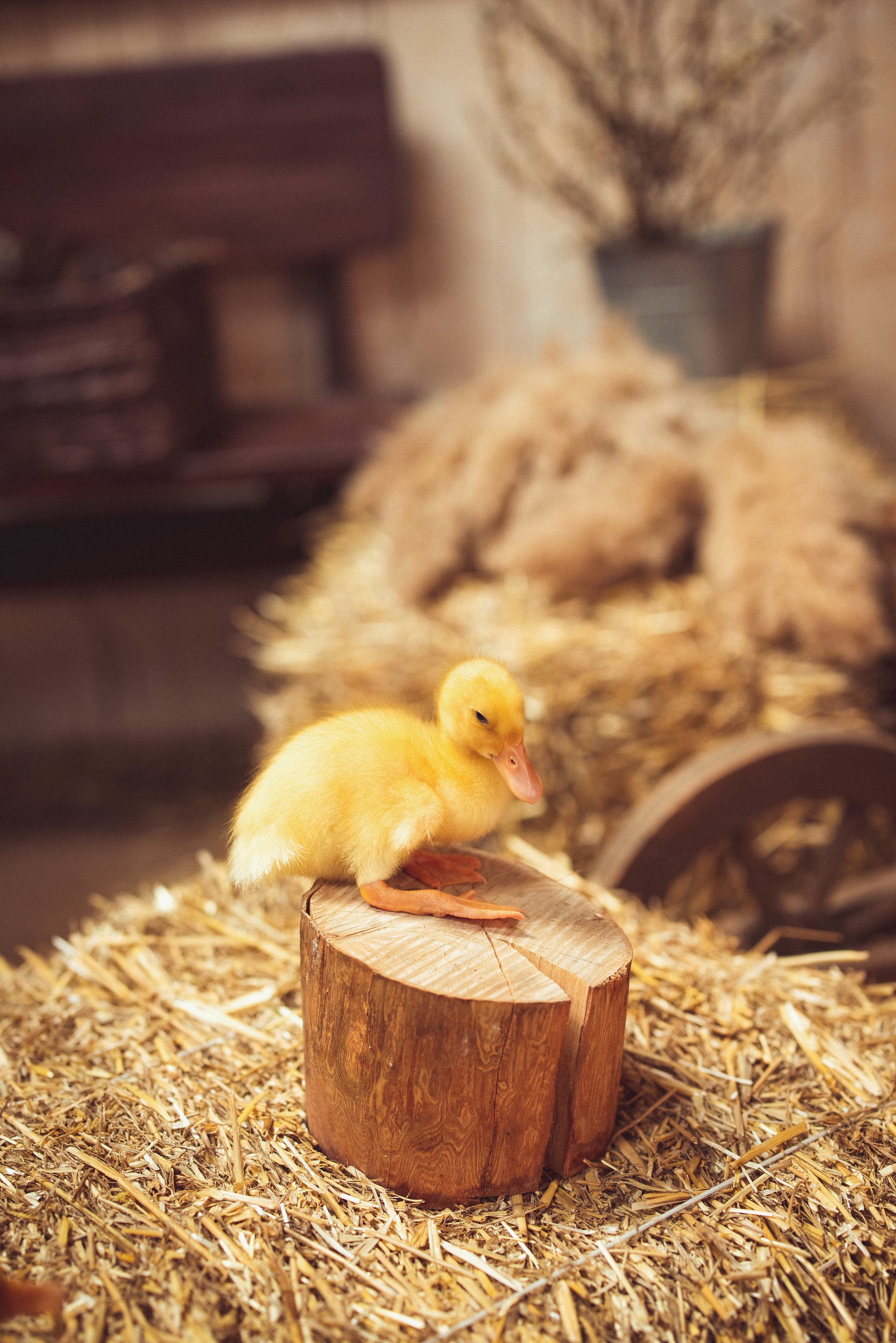 ПАСХА, Фотостудия «Эль» 2023 г. Семейный и детский фотограф в Краснодаре Анна Трашкова